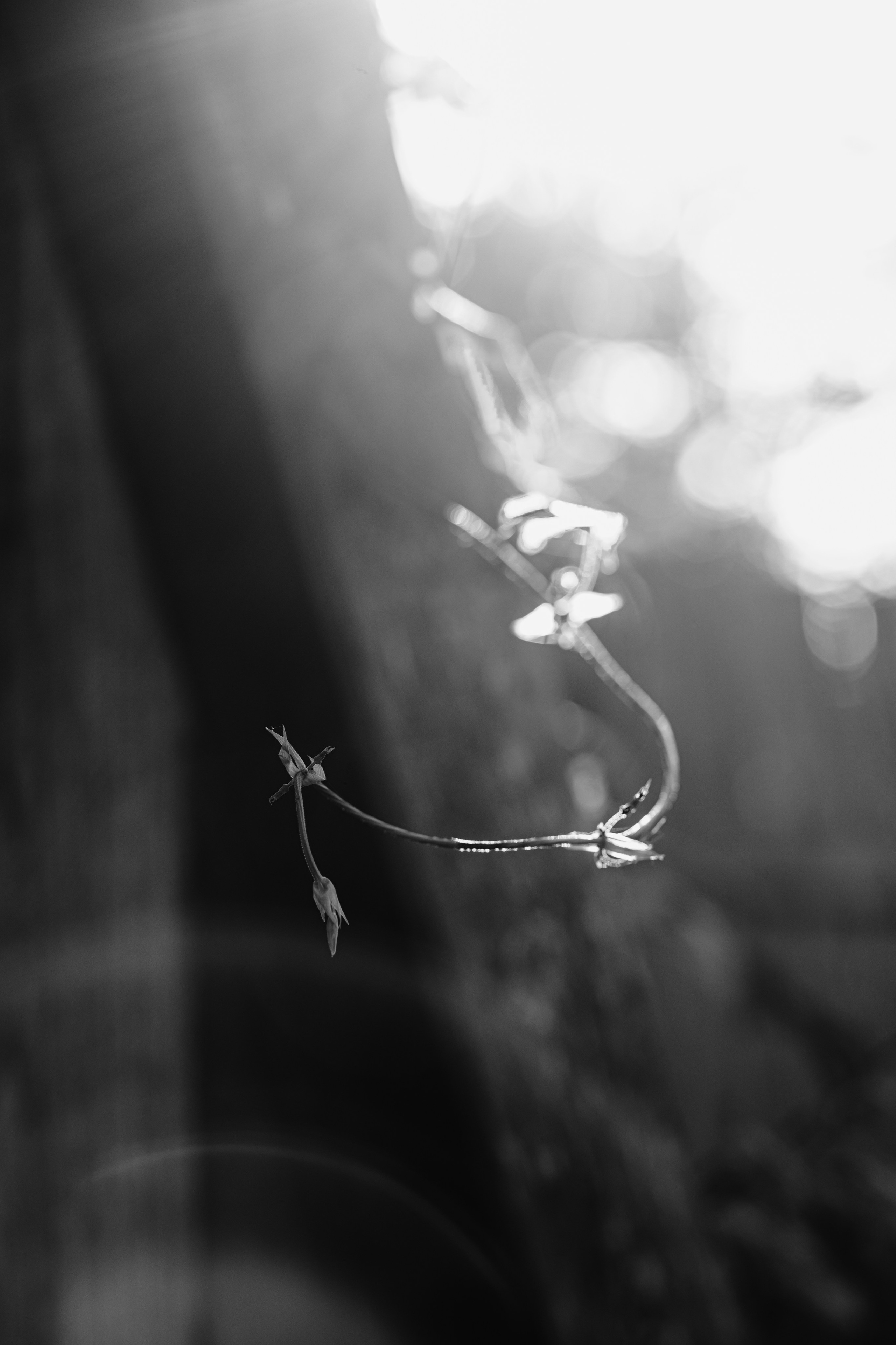 Portfolio. @beingabird.photography