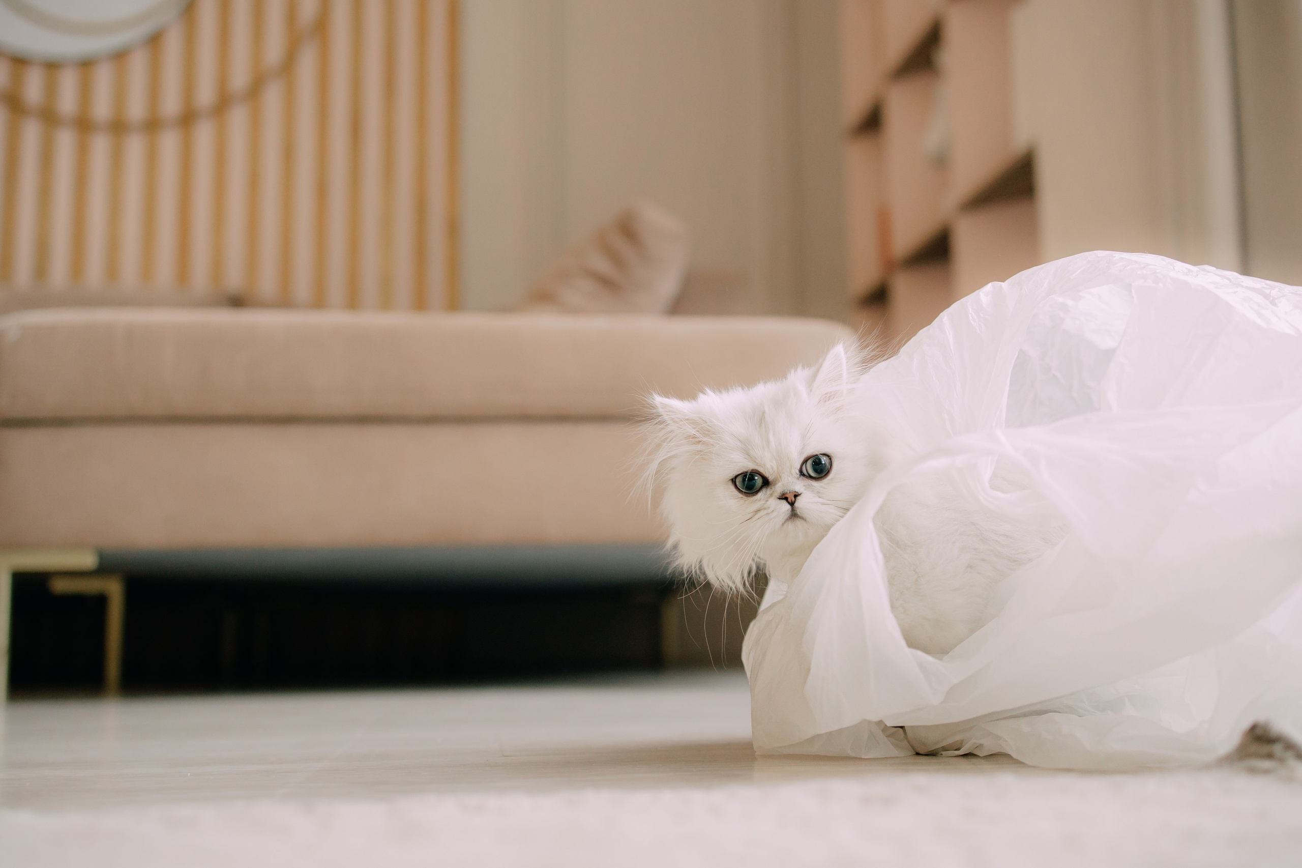 Султан, Мэй Мэй и Шанталь и их семья