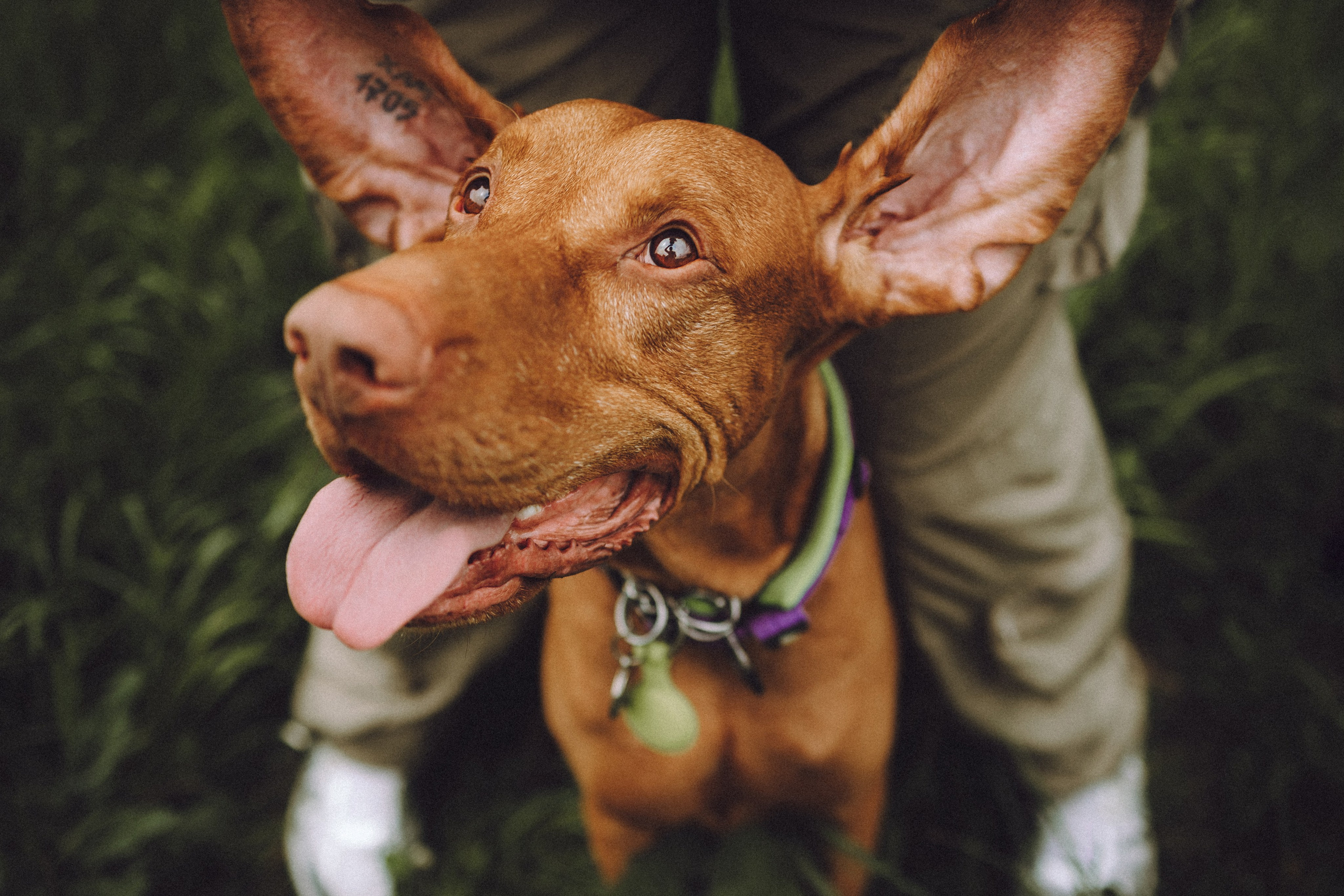 Груша, Данни, Фунтик и их семья