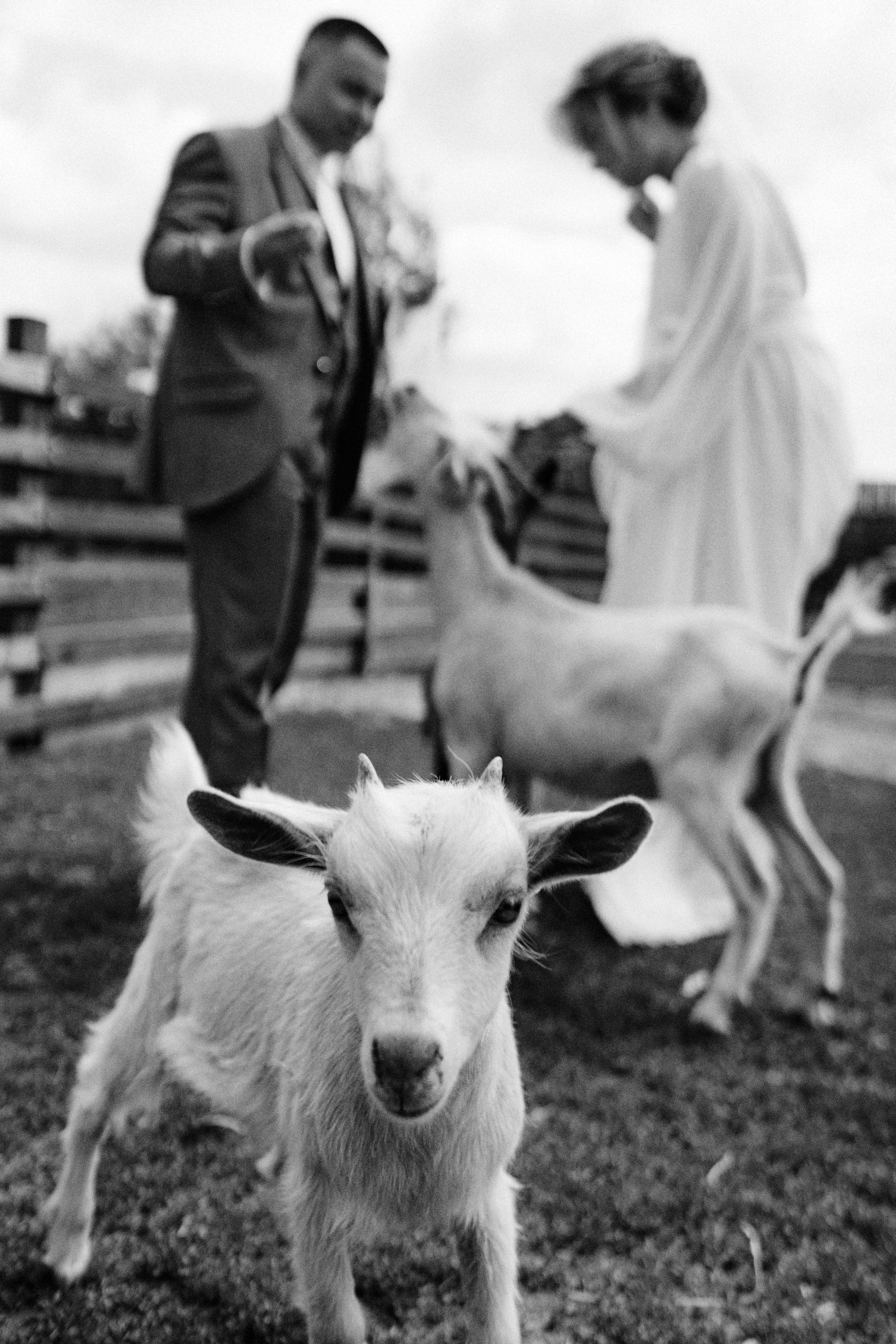 Александр и Камиля. Свадебный и портретный фотограф Тюмень