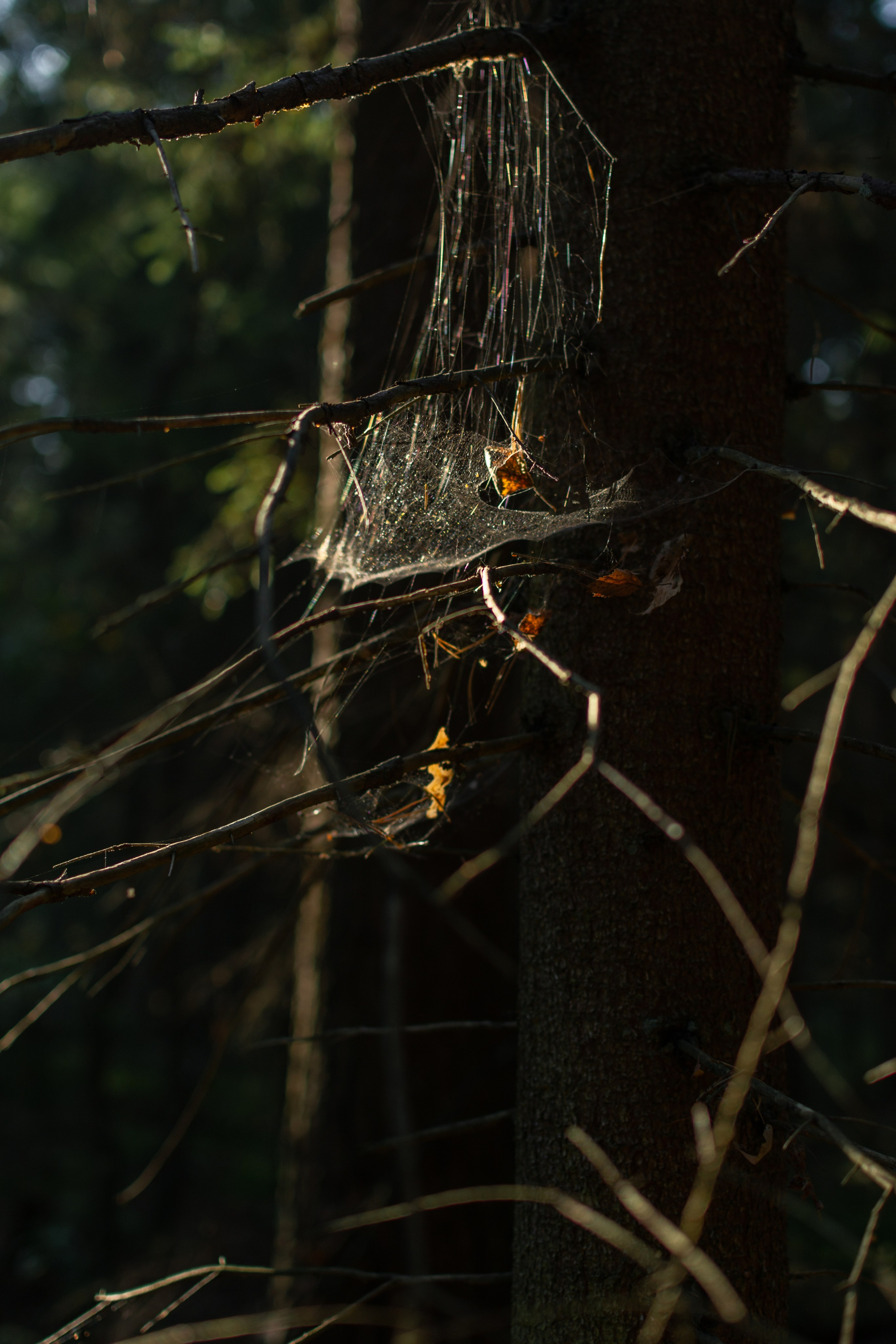 Светлана. Портретный и репортажный Фотограф в Москве Александра Комарницкая