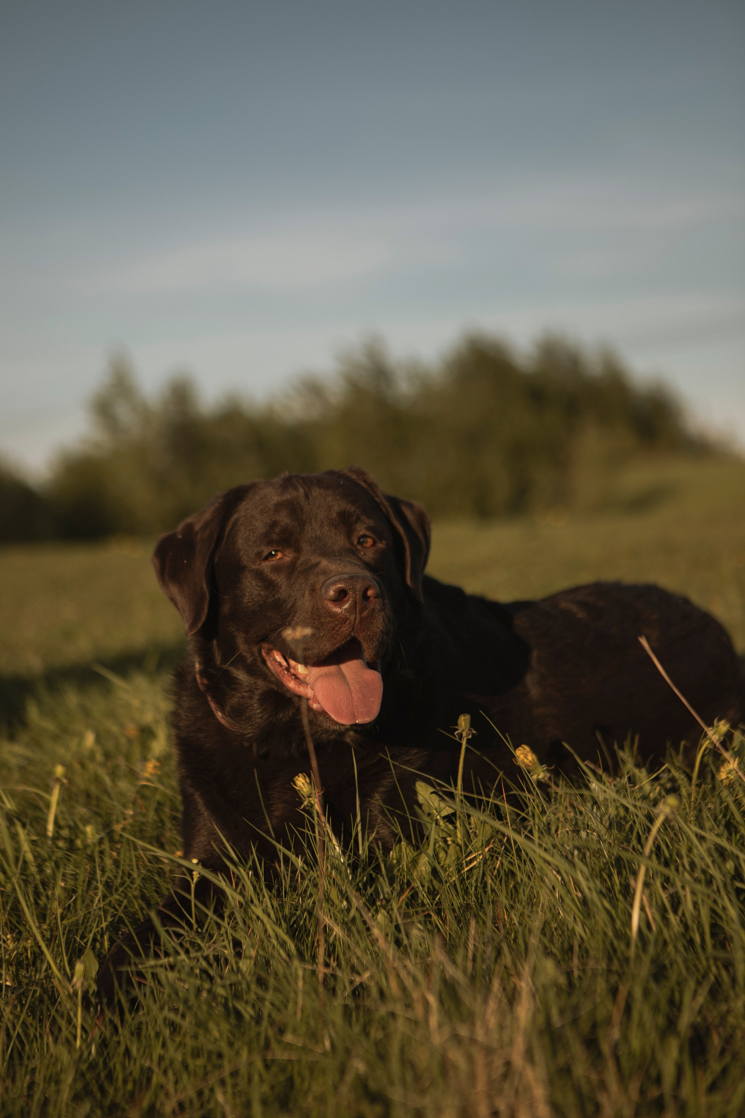 Закатная. Фотограф-анималист в Санкт-Петербурге Алина Яхонт