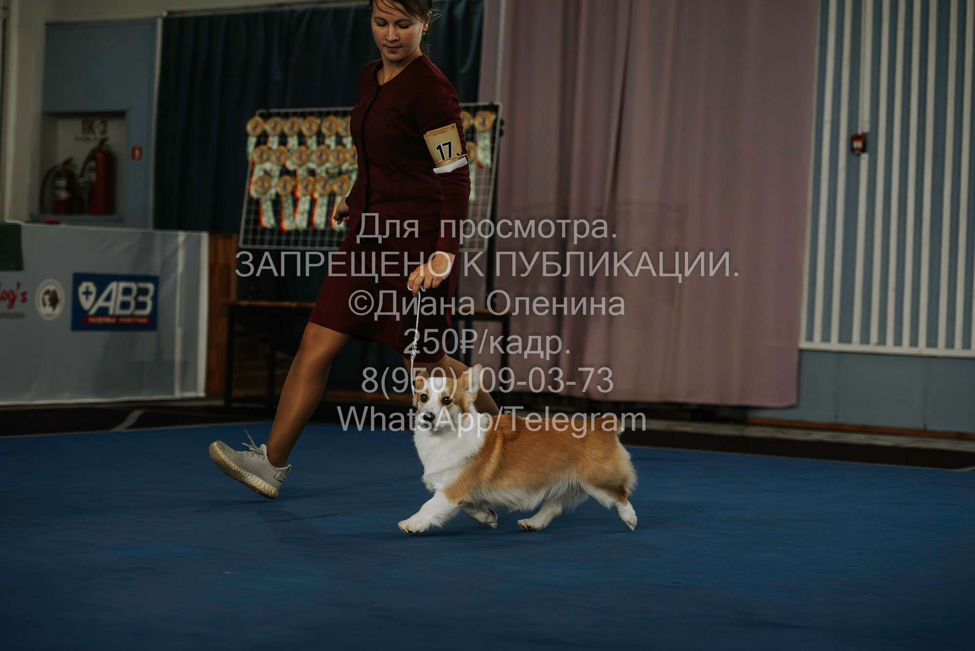 Выставка собак Красноярск 29.10.2023. Фотограф Диана Оленина Красноярск / Братск