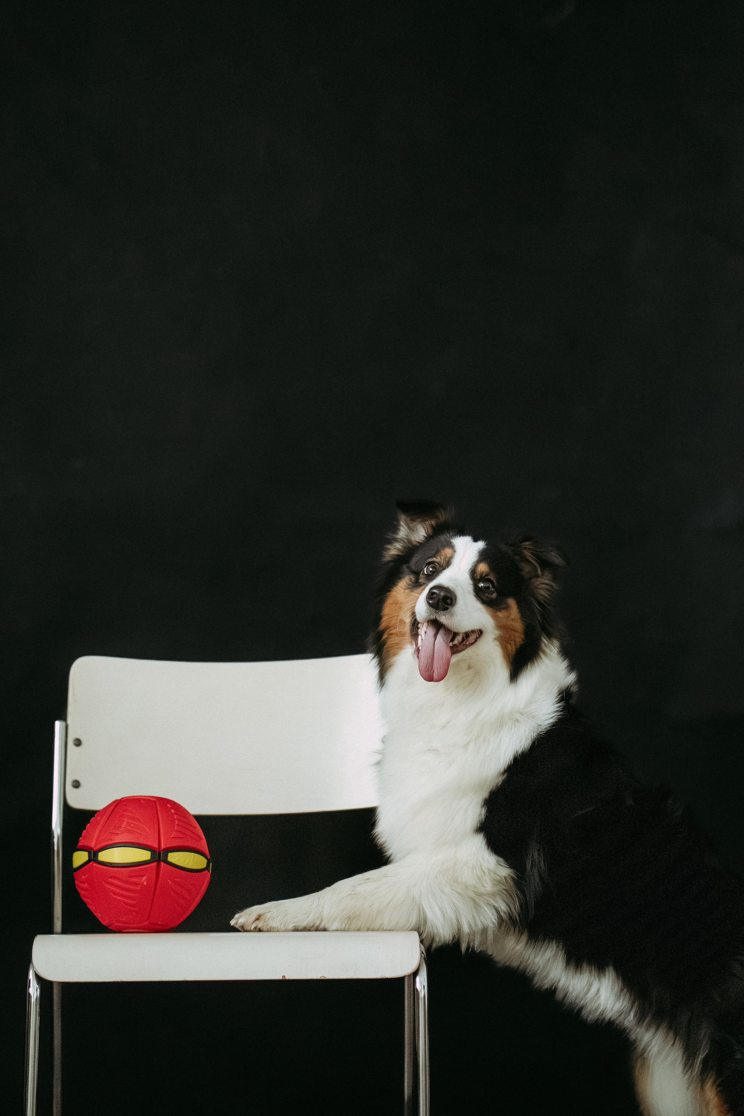 Мячи-попрыгуны. Фотораф — анималист Мария Шистка