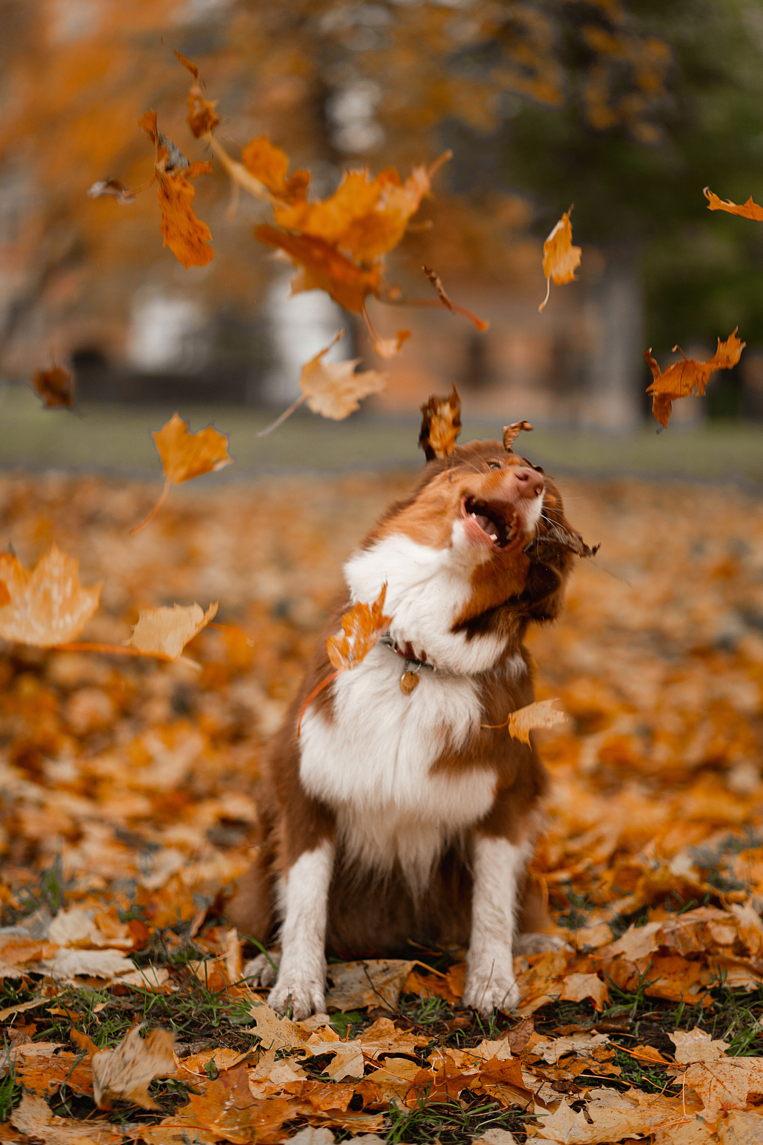Хвостики. Главная