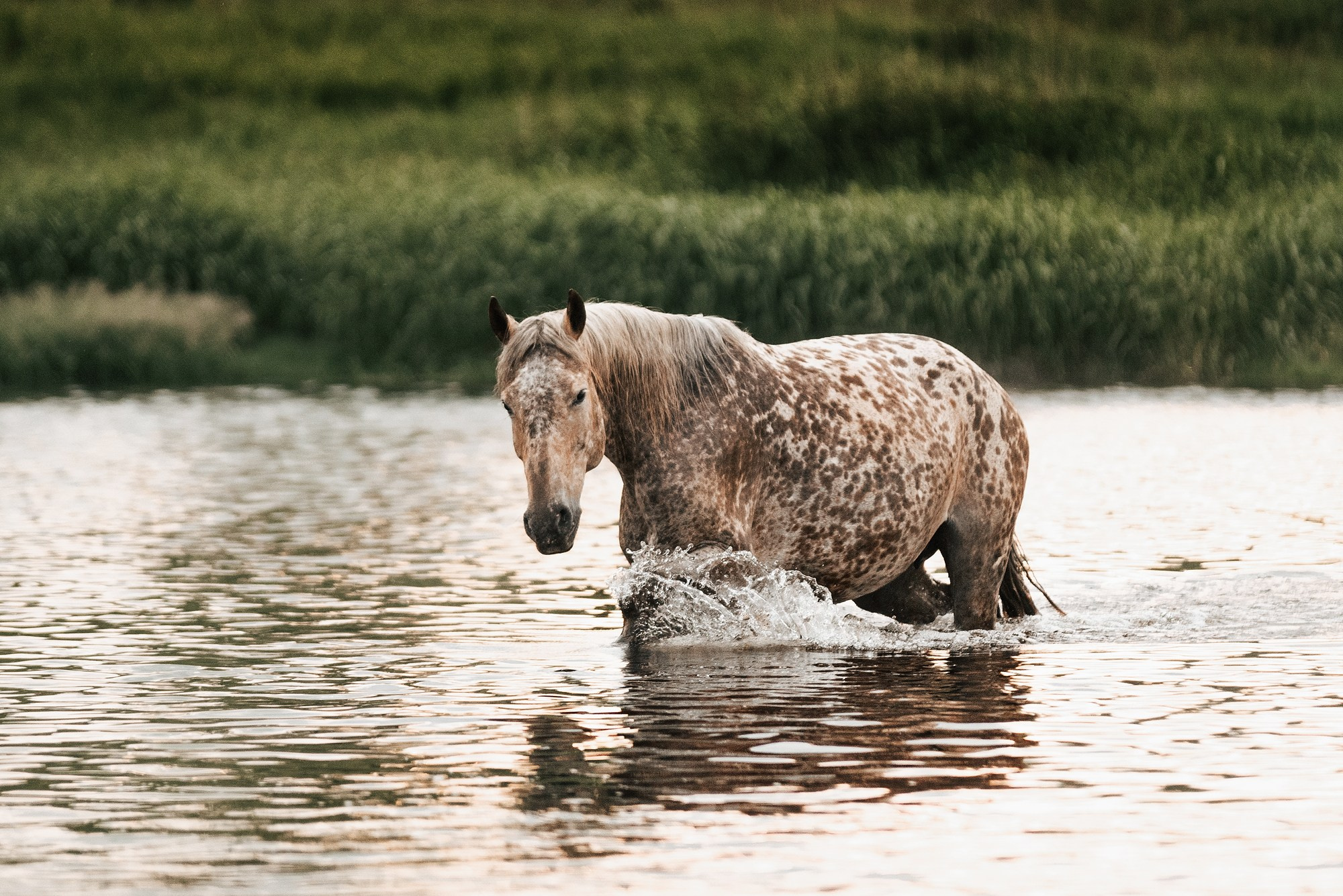 МК Анастасии Ветковской на ранчо Аванпост. Конный фотограф Куракина Дарья • Фотосессии с лошадьми