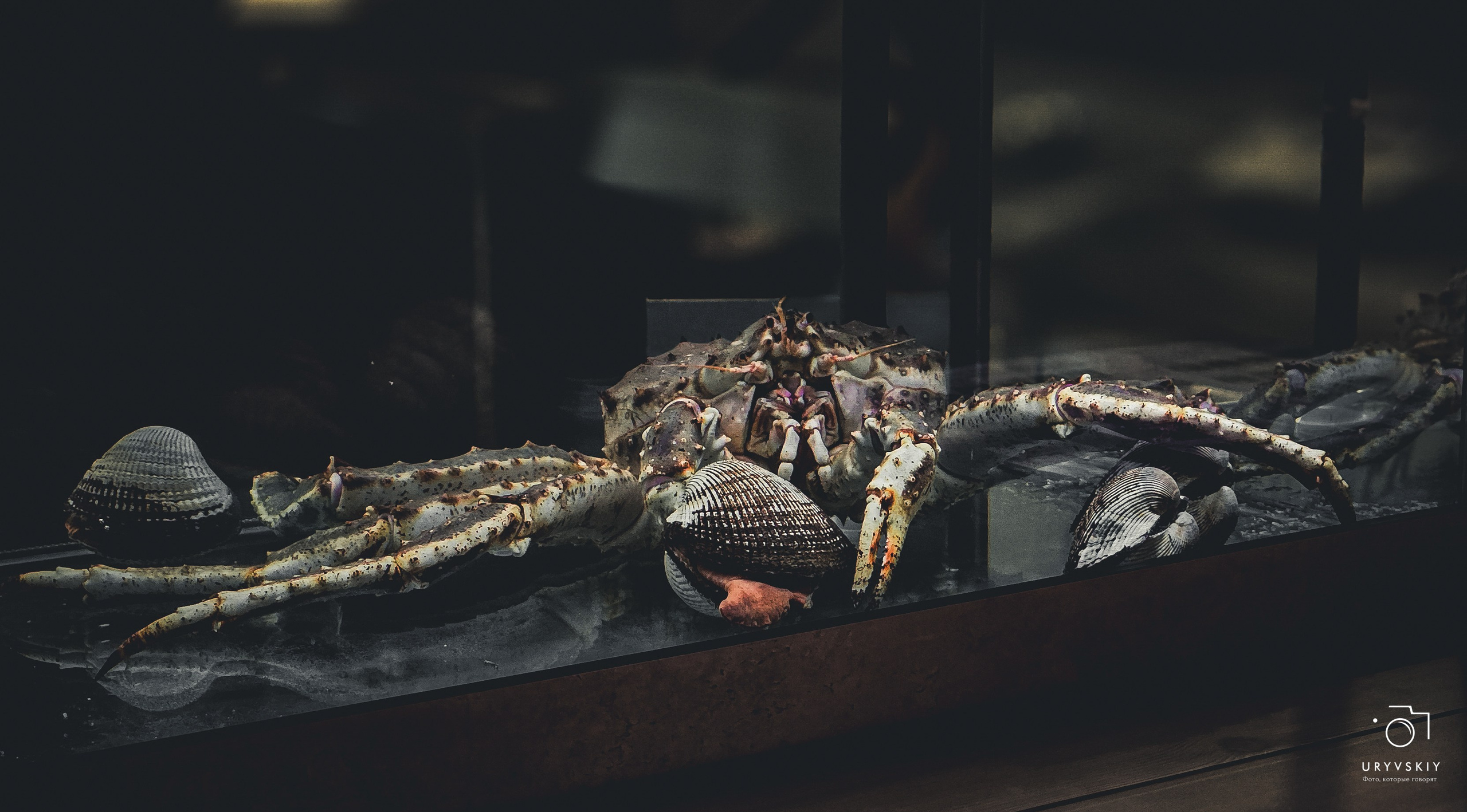 Bellini Осенний маркет. Игорь Урывский. Фотограф Красноярск