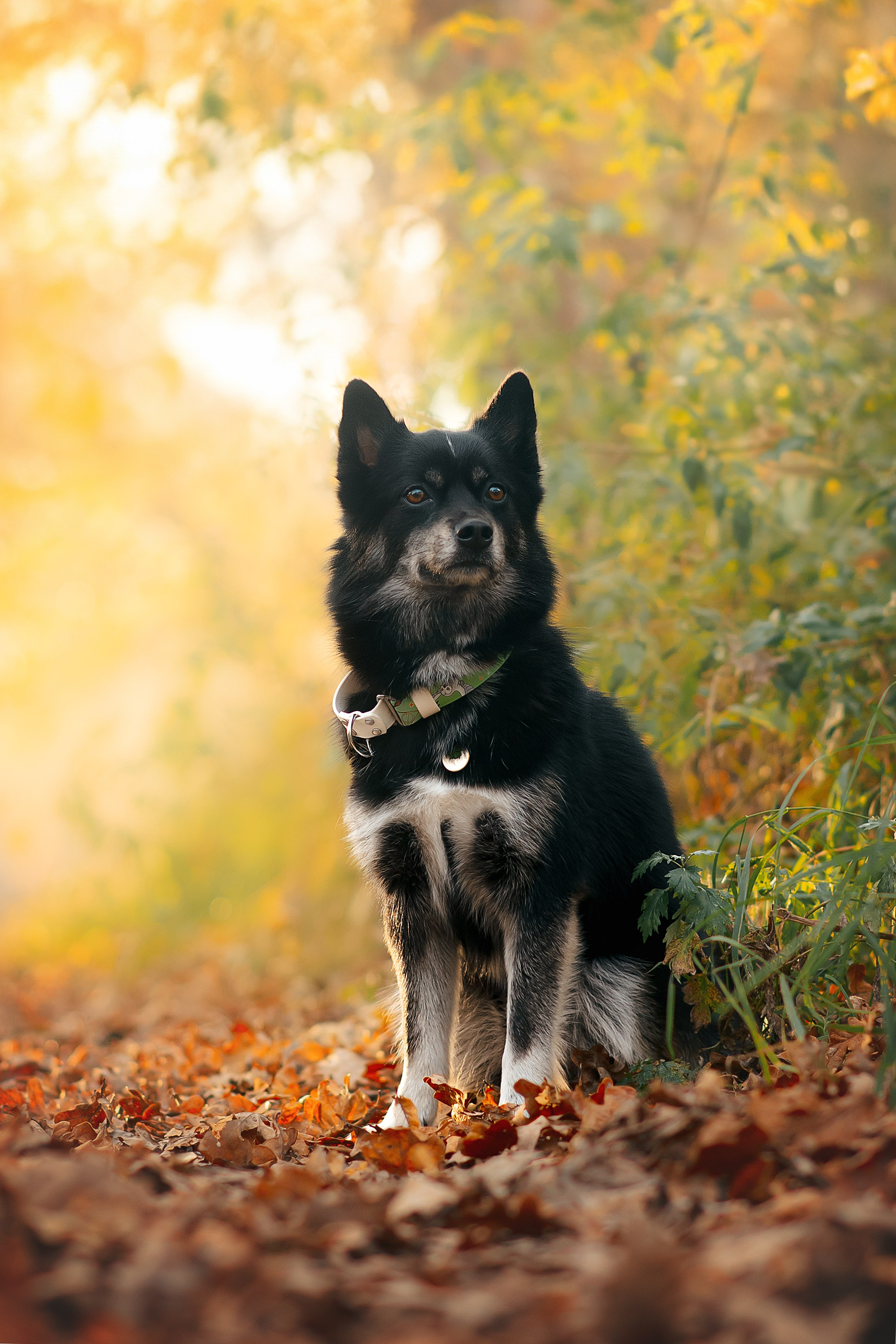 Максим, Надя, Рой и Шелби — 13.10.2024. Фотограф — Анималист | Анна Абрамова