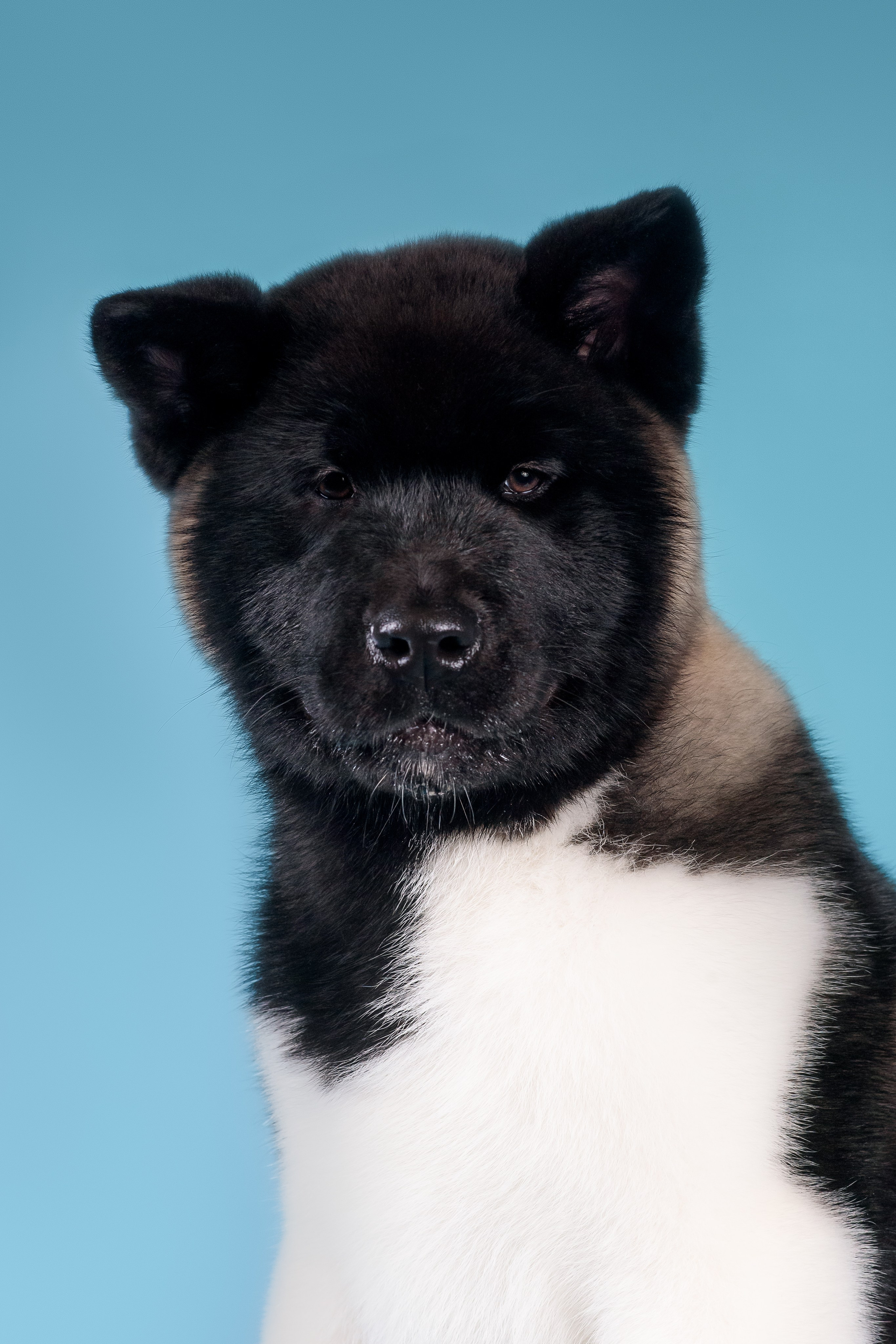 Илон и Оскар — 17.01.2025. Фотограф — Анималист | Анна Абрамова