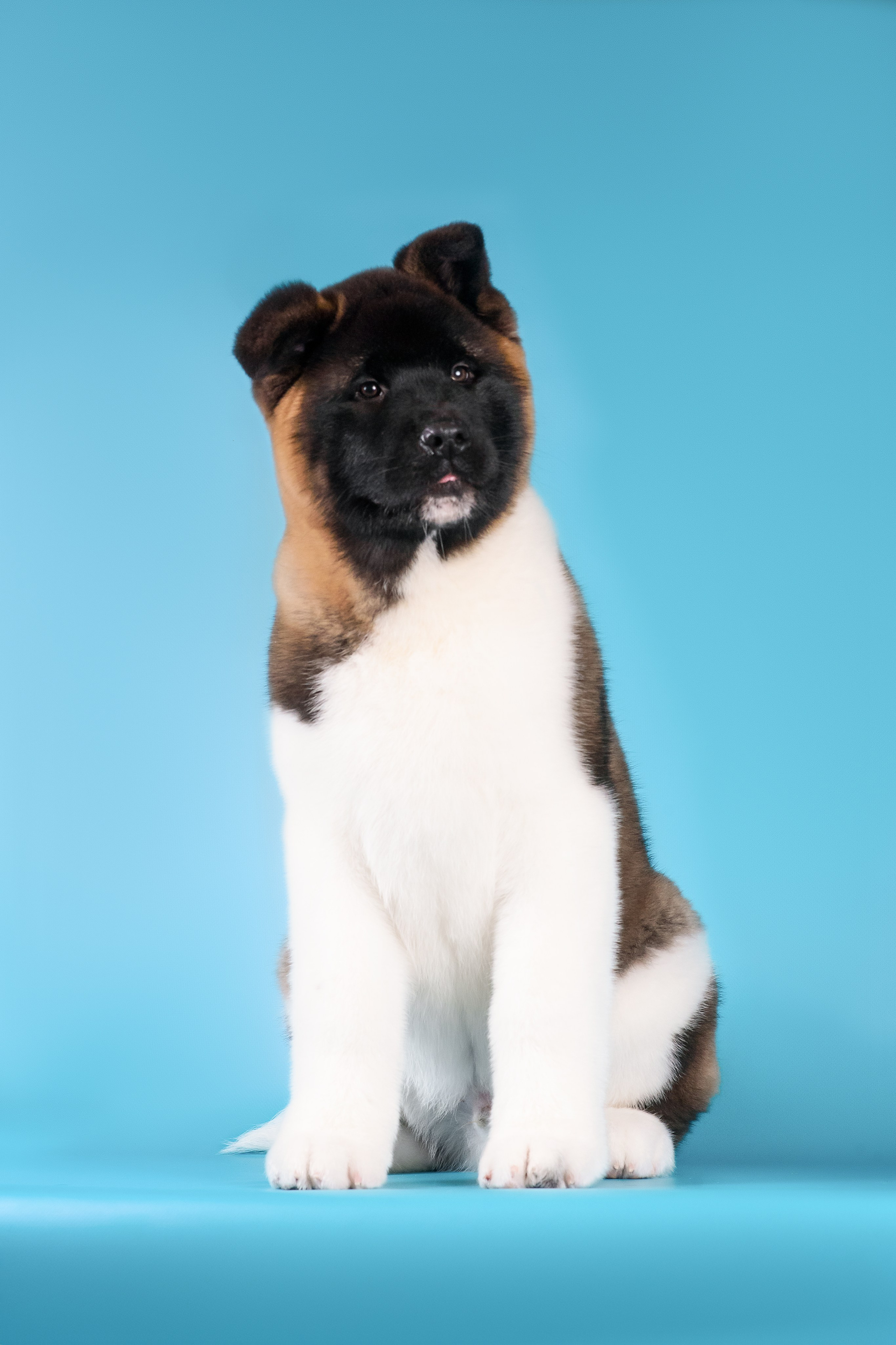 Илон и Оскар — 17.01.2025. Фотограф — Анималист | Анна Абрамова