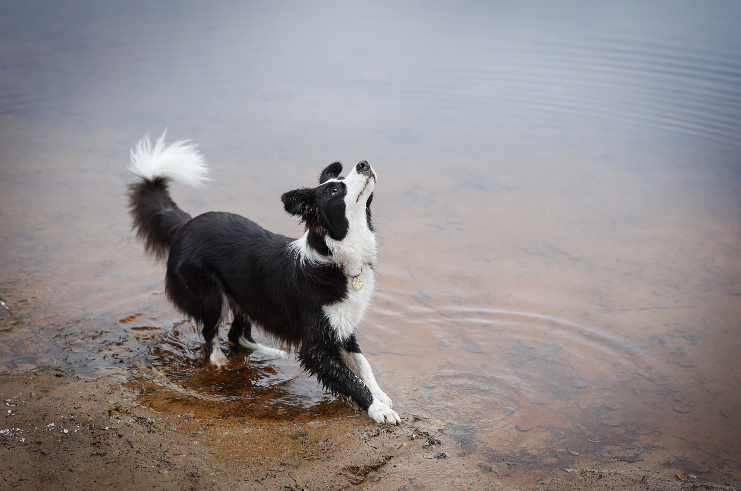 Юлия и Груша. Фотограф-анималист в Санкт-Петербурге Яна Мартынова