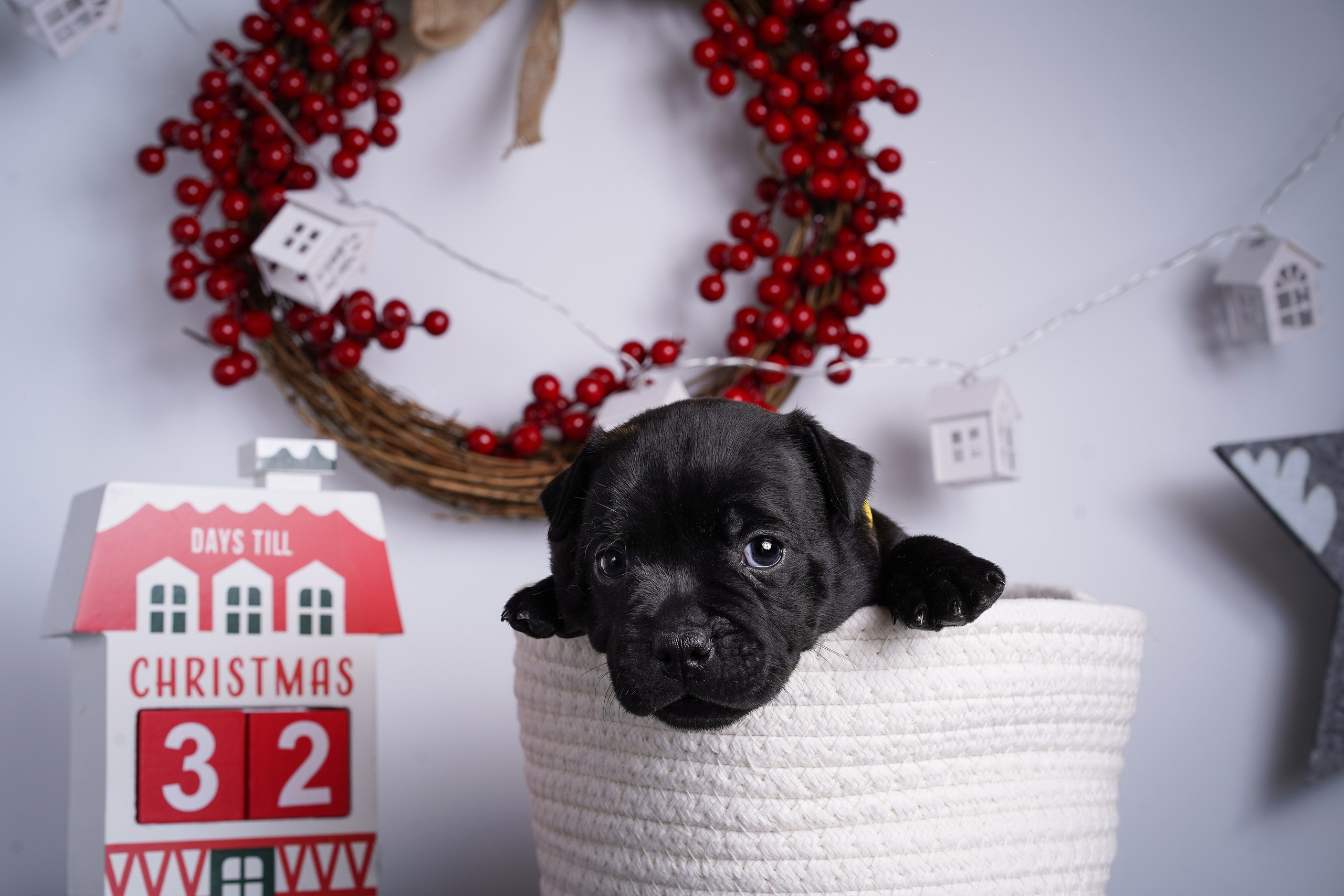 Щенки стаффи. Фотограф-анималист в Санкт-Петербурге Яна Мартынова
