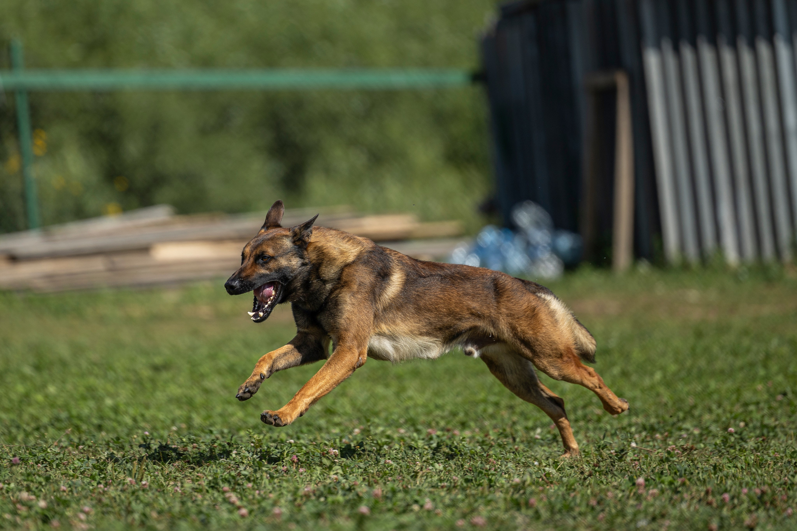 Соревнования по Мондьорингу г. Вологда 10-11.08.2024. Фотограф-анималист Анна Маринич