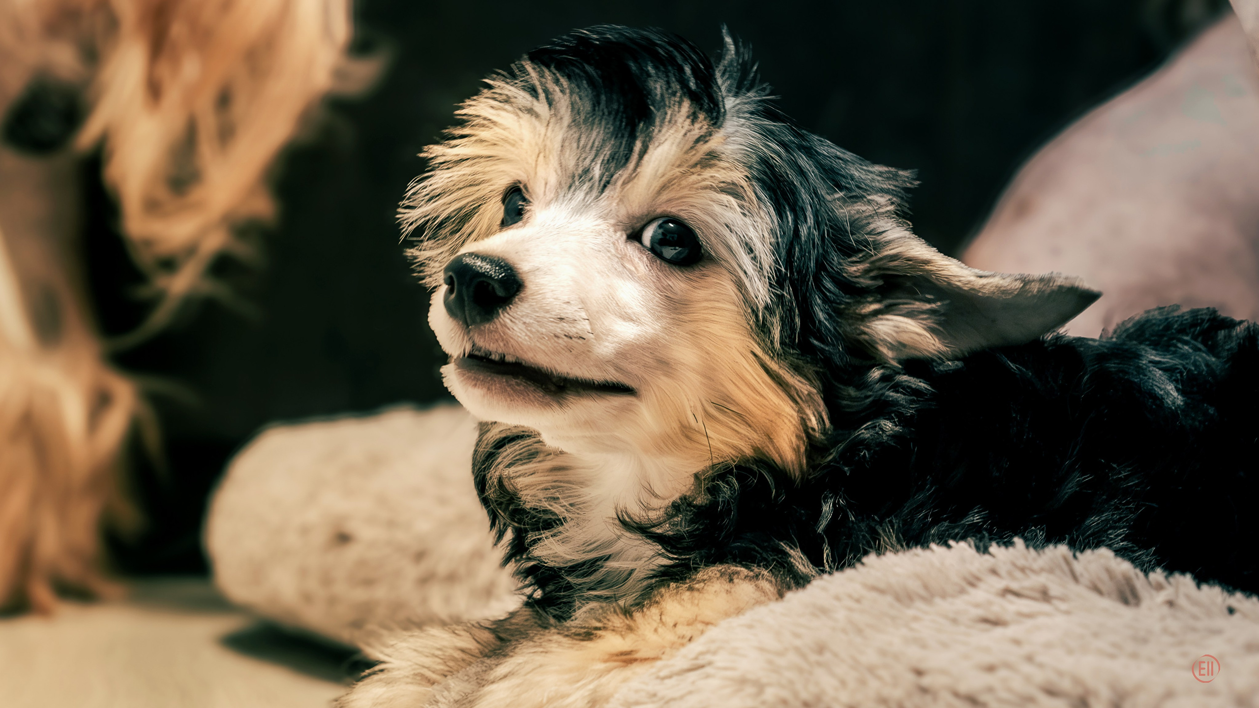 Друг человека. Фотограф в Москве
