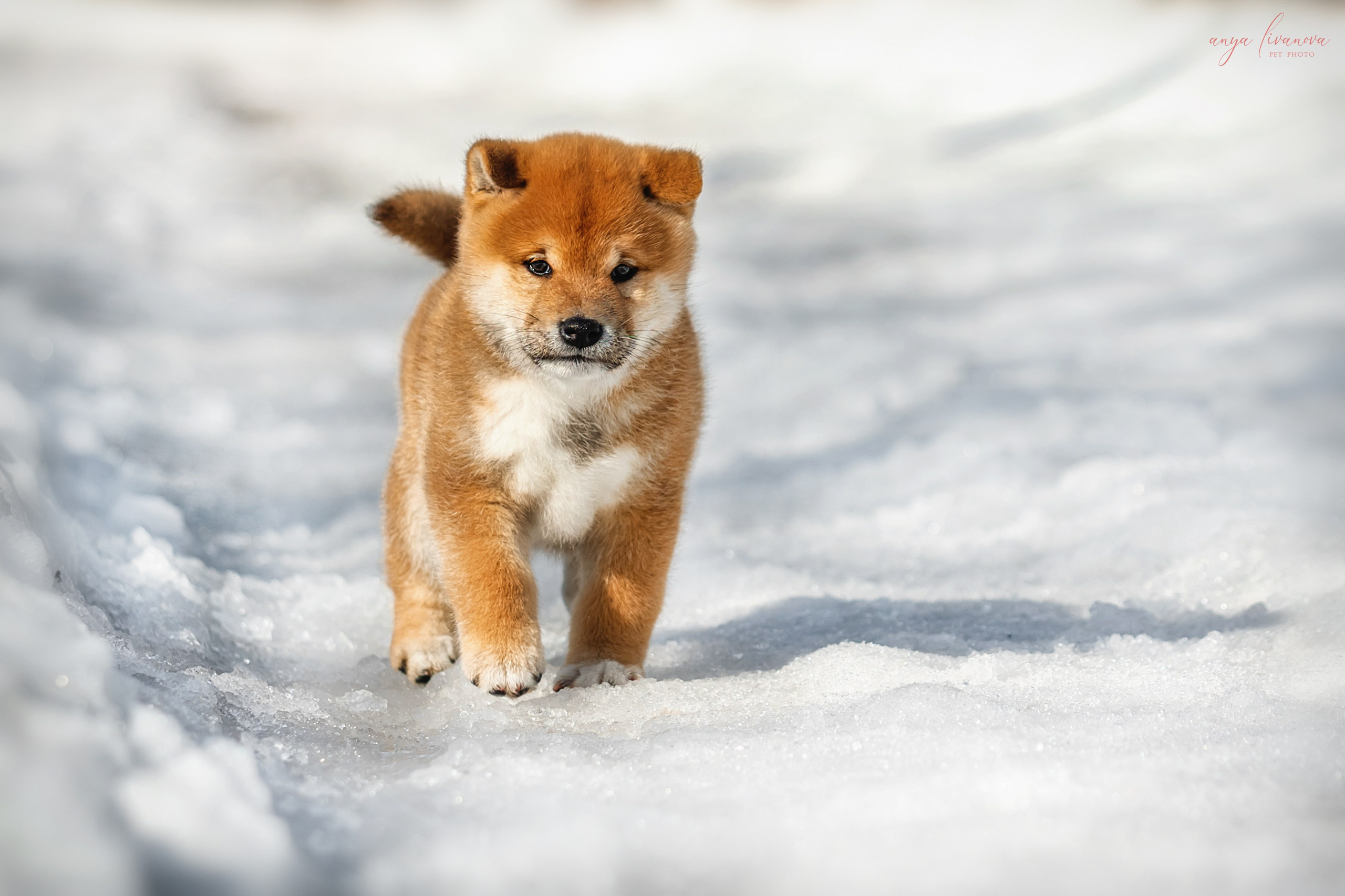 Сибы. Фотограф анималист Аня Ливанова | Рыбинск