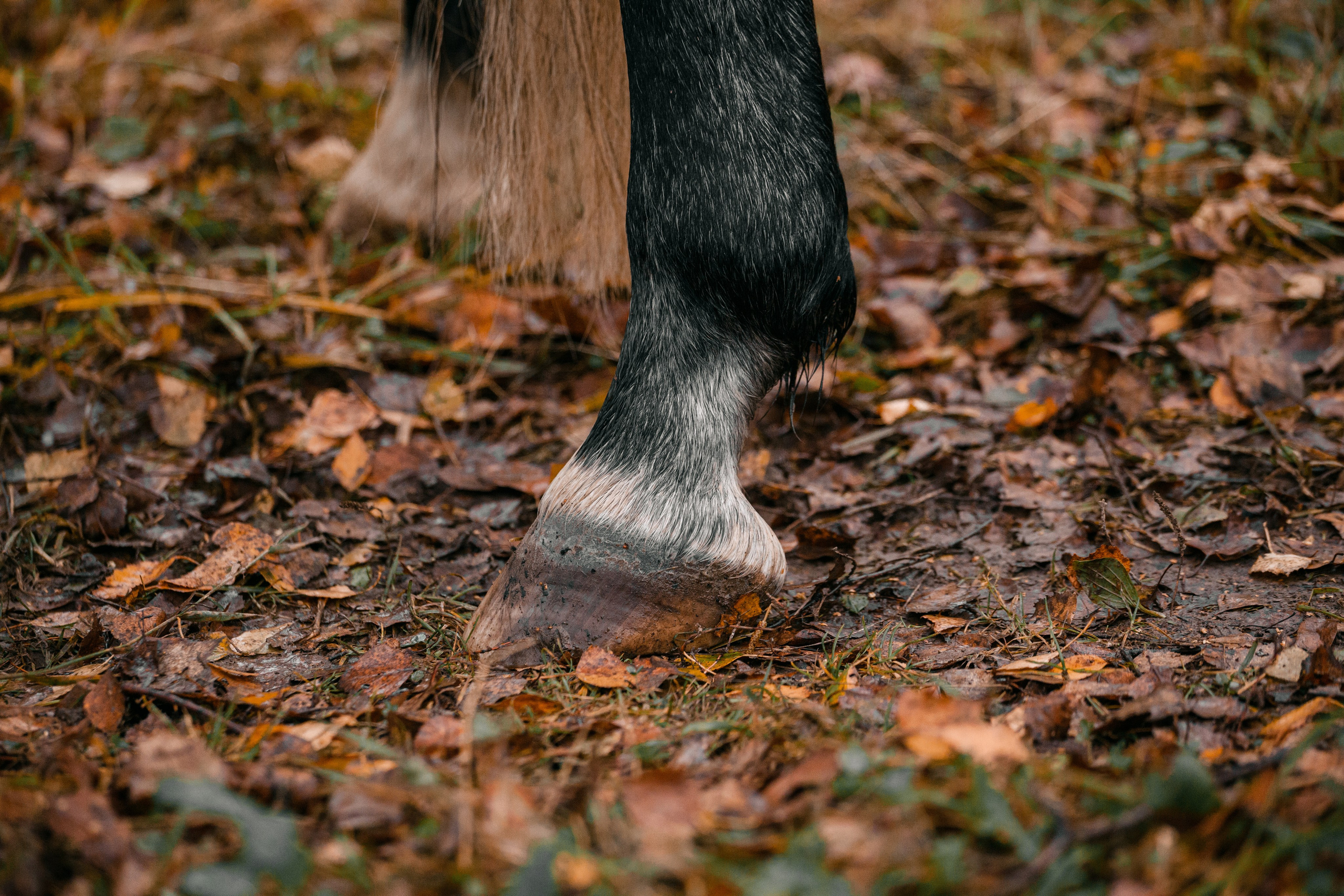 Аня и Джози. Фотограф-анималист Татьяна Степанова