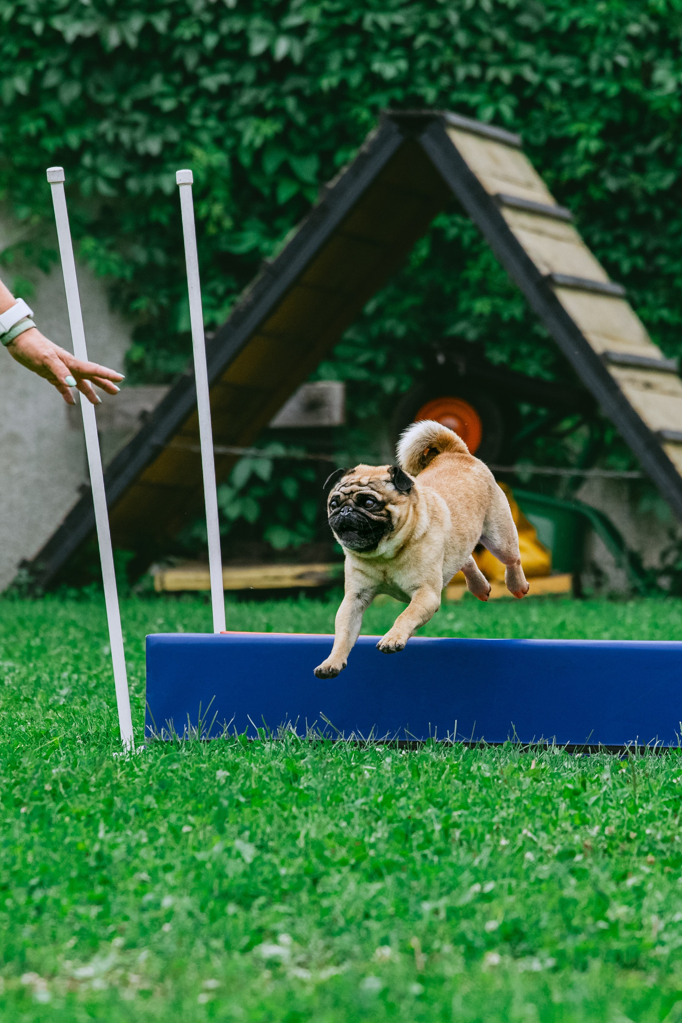 Соревнования по аджилити Долгопрудный 30.06.2025. Фотограф-анималист Татьяна Степанова
