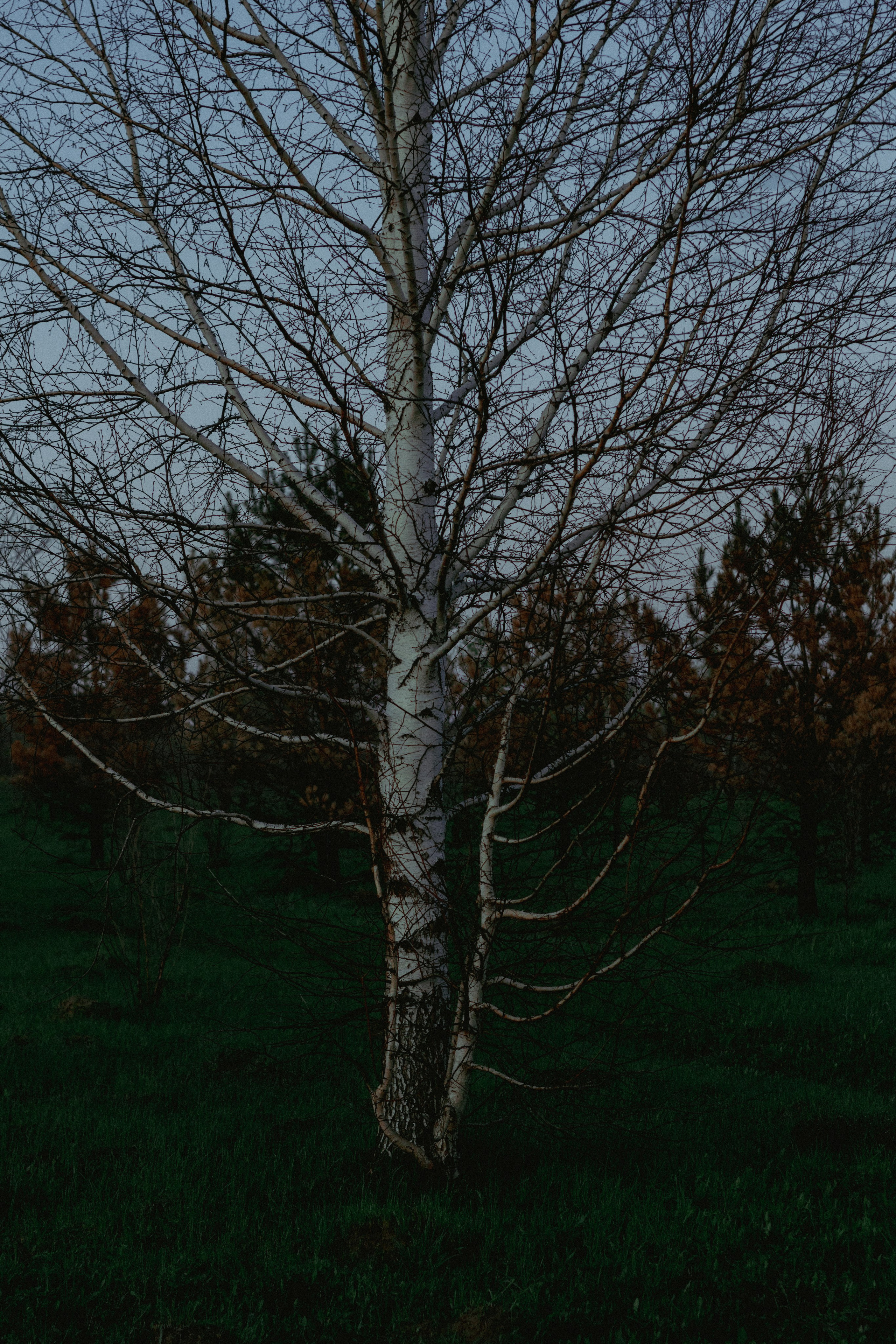 15.05.2025 | Сосновоборск. Kuznetsov | Фотограф в Красноярске