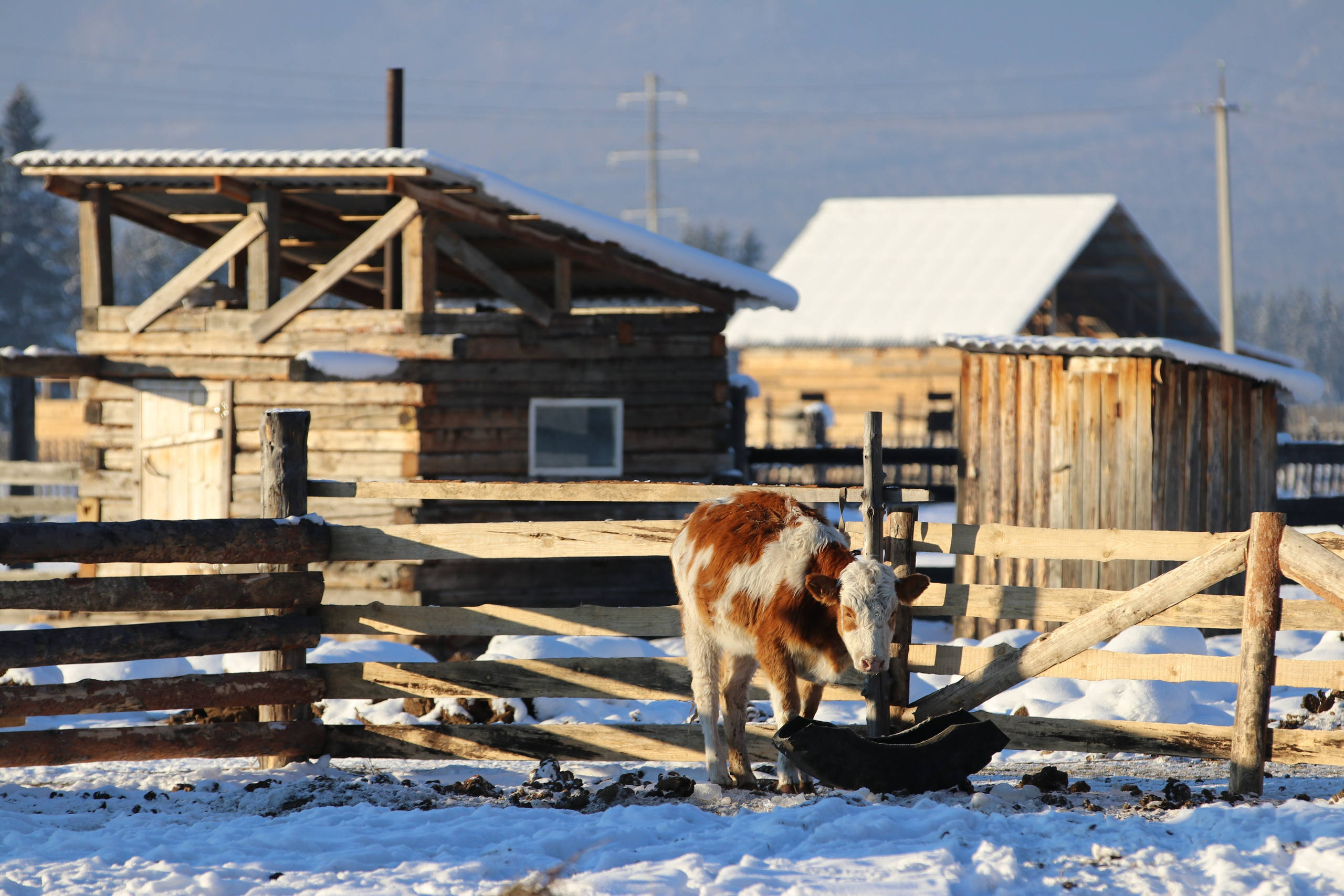 Аршан. Январь 2022. Путешественник-фотограф из Санкт-Петербурга Татьяна Свистулина