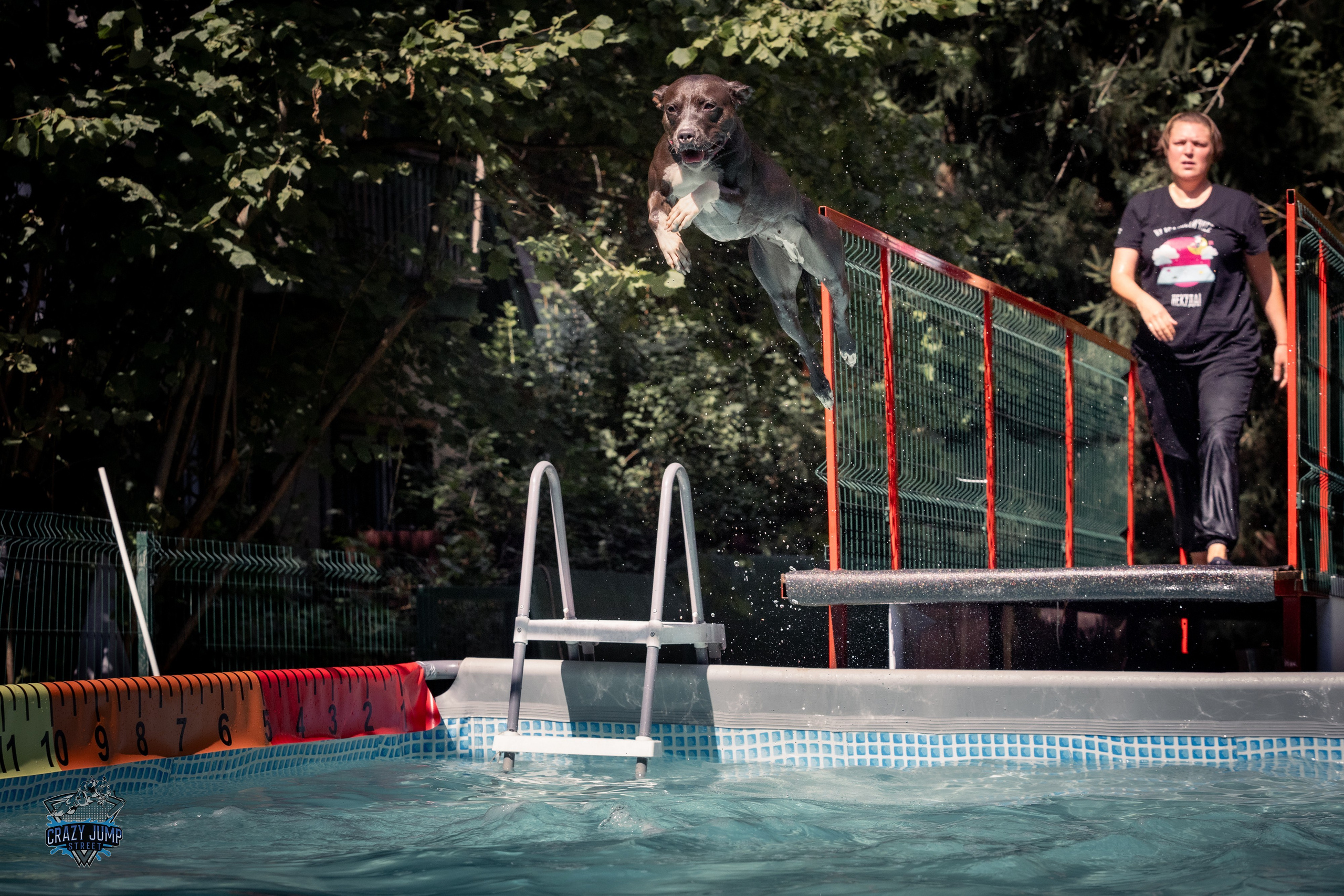 Собаки, спорт, Док дайвинг. Свадебный и репортажный фотограф в Москве и Московской области