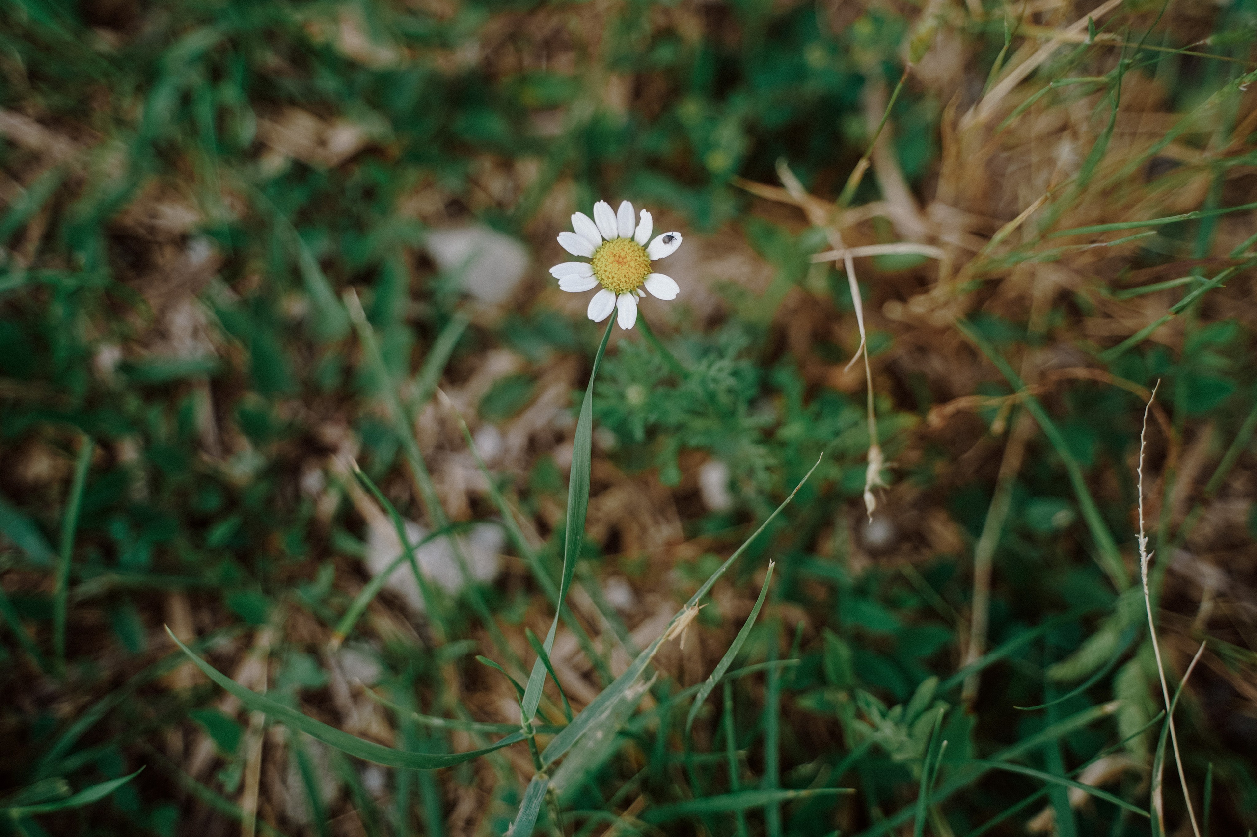 Тбилиси-на-Дону. Фотограф в Ростове-на-Дону и Краснодаре Роман Кудрявцев