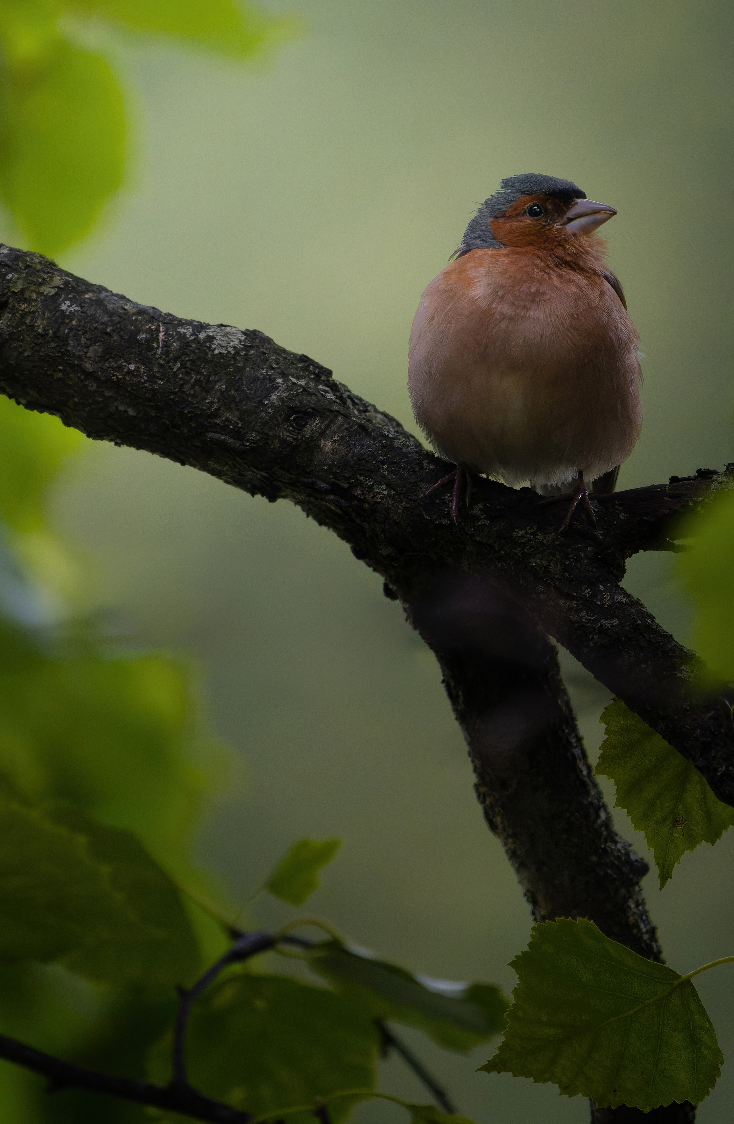 Птицы и животные. Oles Paritskiy
