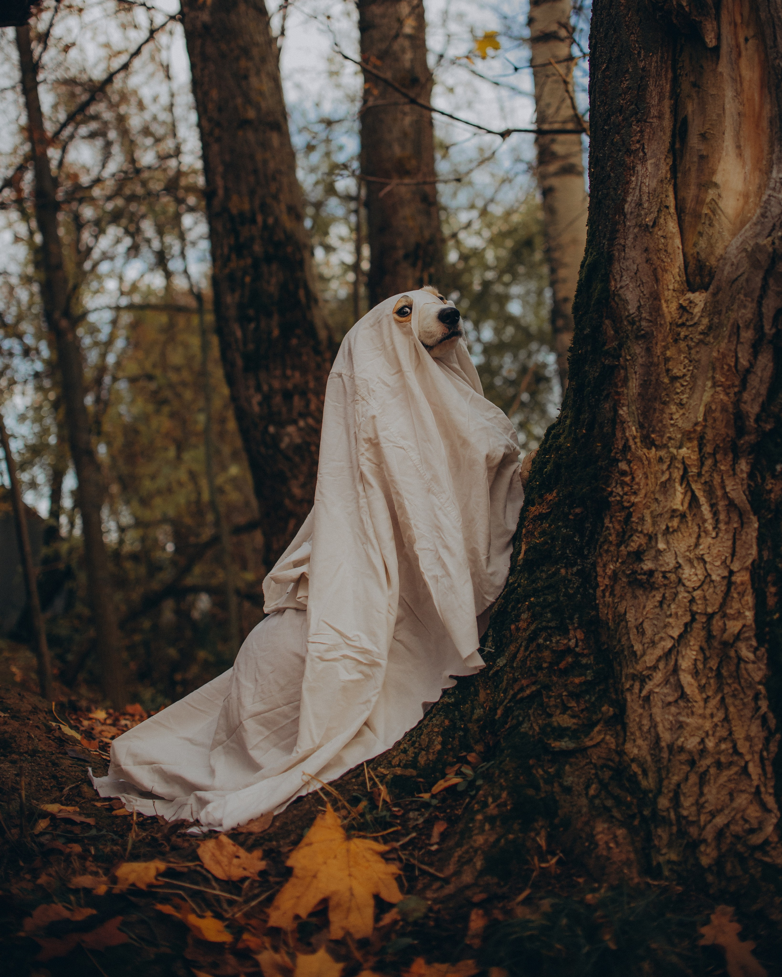 Фотограф — Анималист | Анна Абрамова