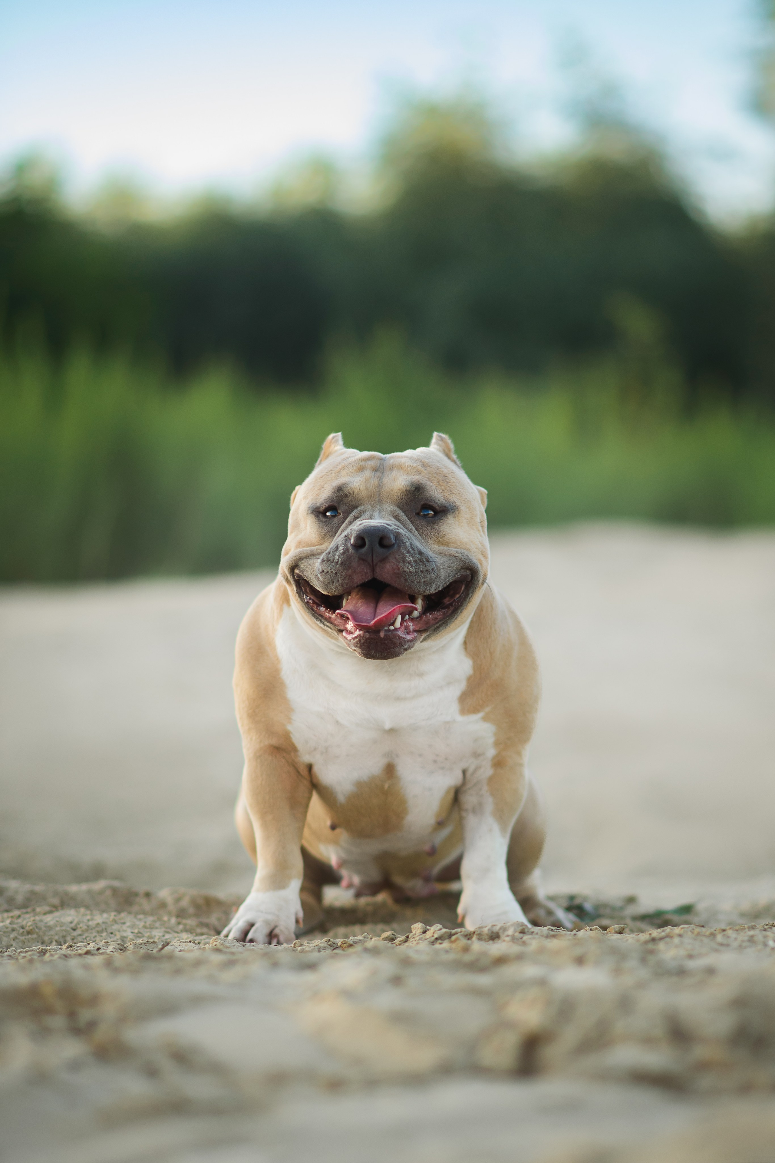 Тея — Амбулли — 23.07.2024. Фотограф — Анималист | Анна Абрамова