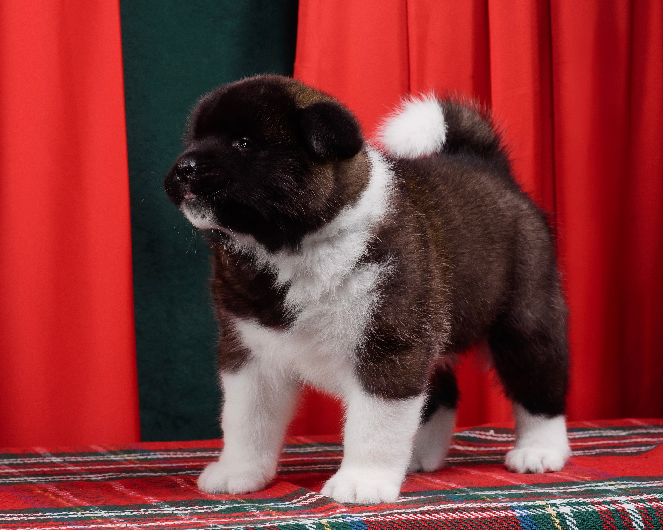 Щенки Американской Акиты. Фотограф — Анималист | Анна Абрамова