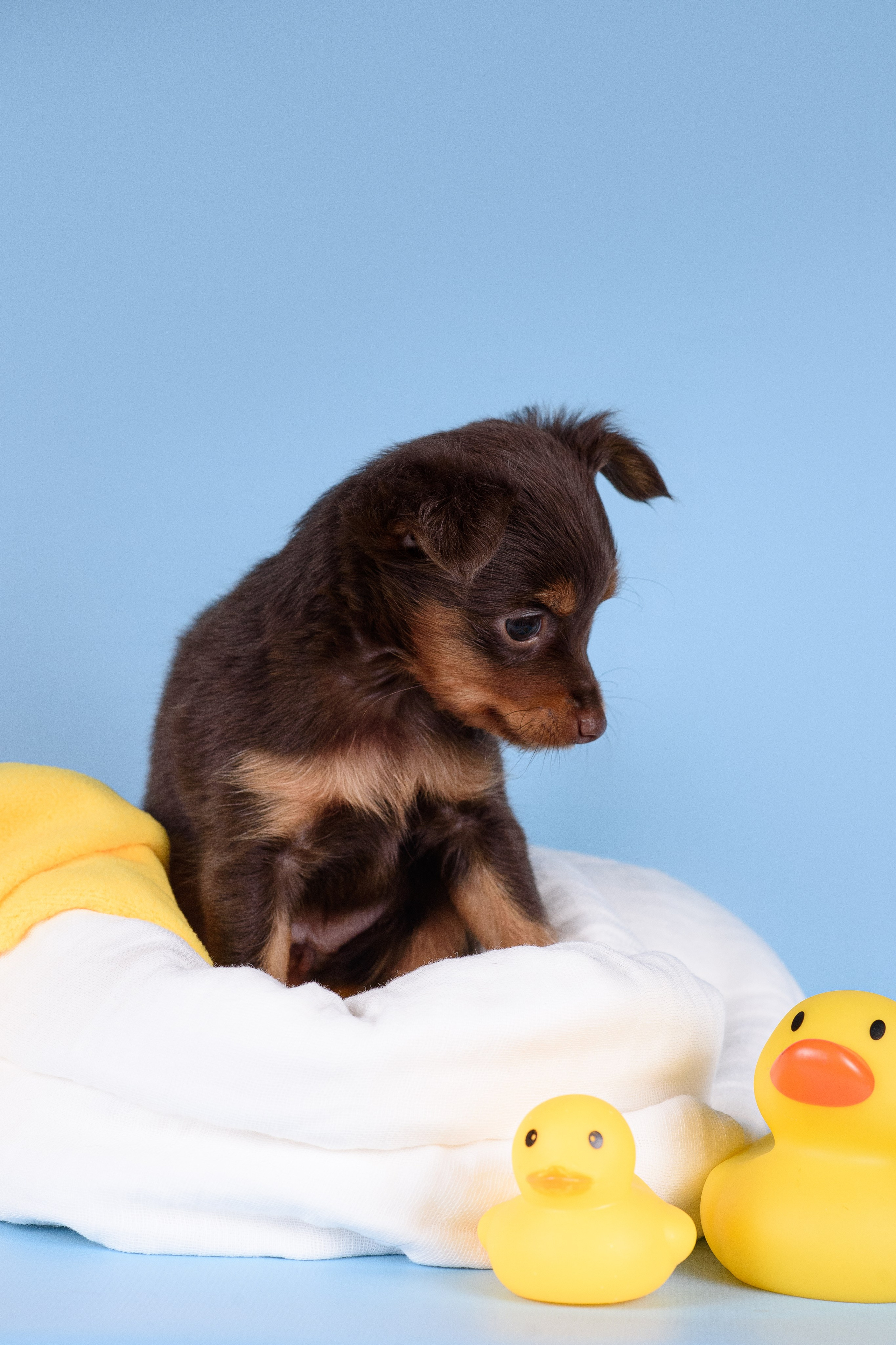 Щенки Пражских крысариков -13.04.2024. Фотограф — Анималист | Анна Абрамова