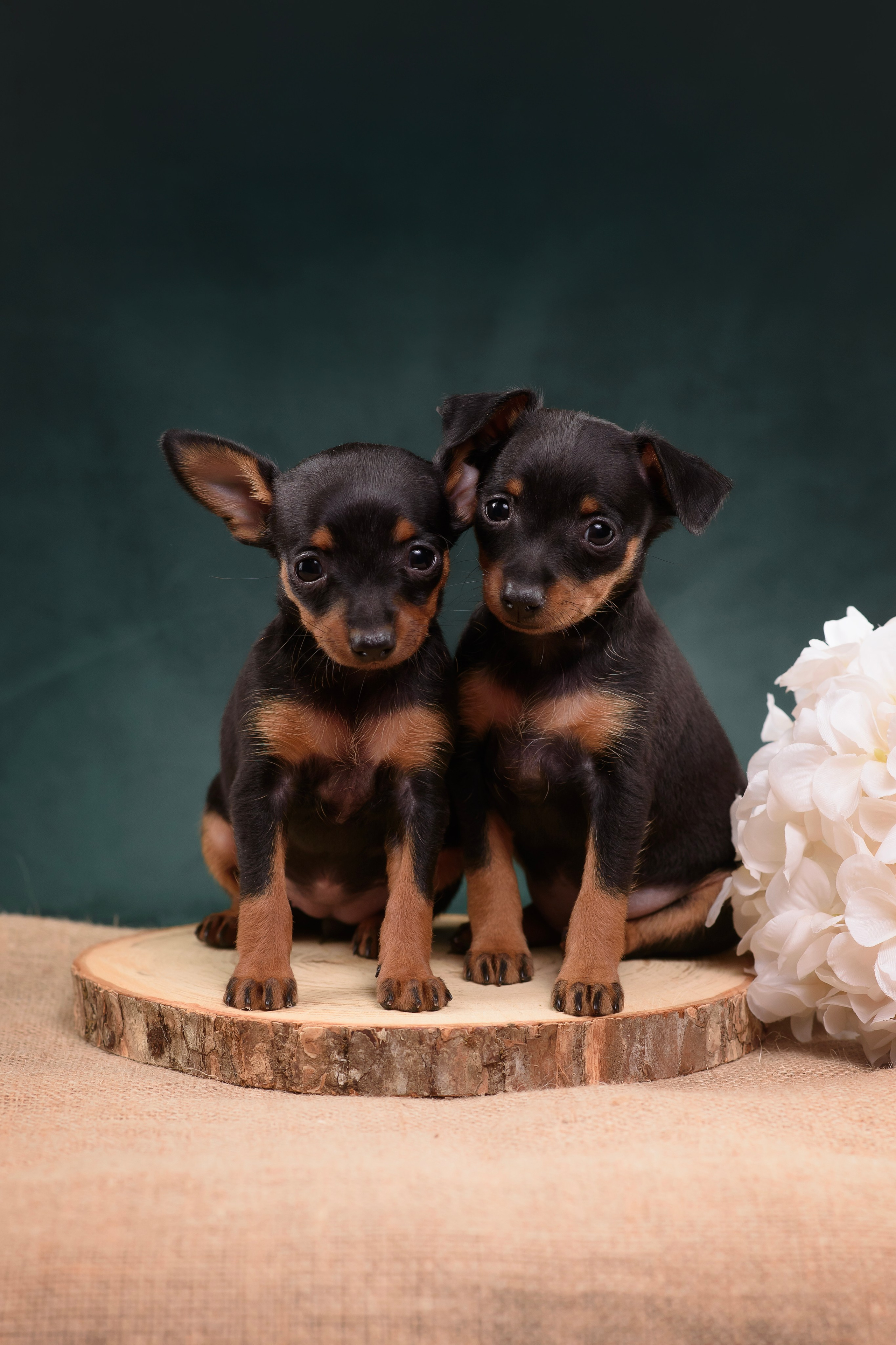 Щенки Пражского крысарика — 19.10.2025. Фотограф — Анималист | Анна Абрамова