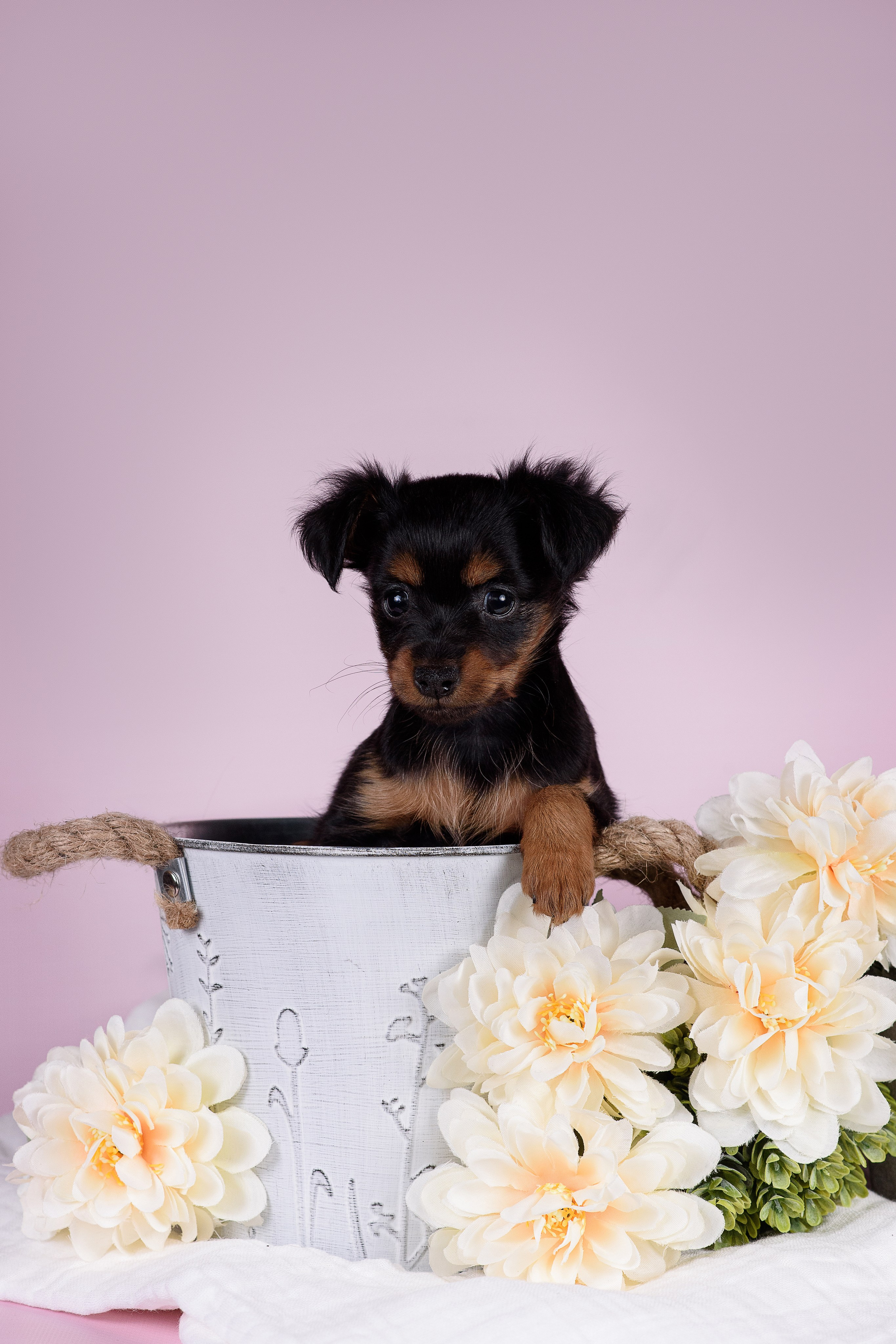 Щенки Пражских крысариков -13.04.2024. Фотограф — Анималист | Анна Абрамова