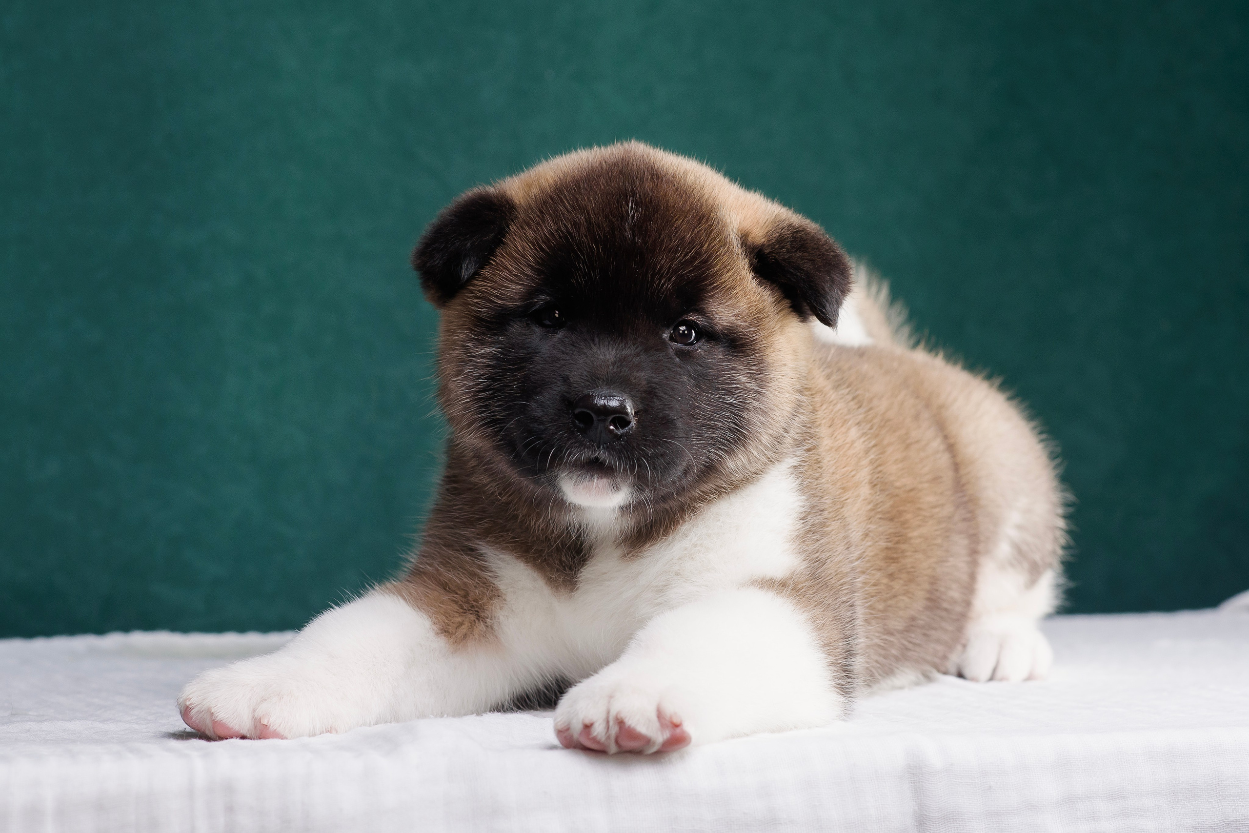 Щенки Американской Акиты. Фотограф — Анималист | Анна Абрамова