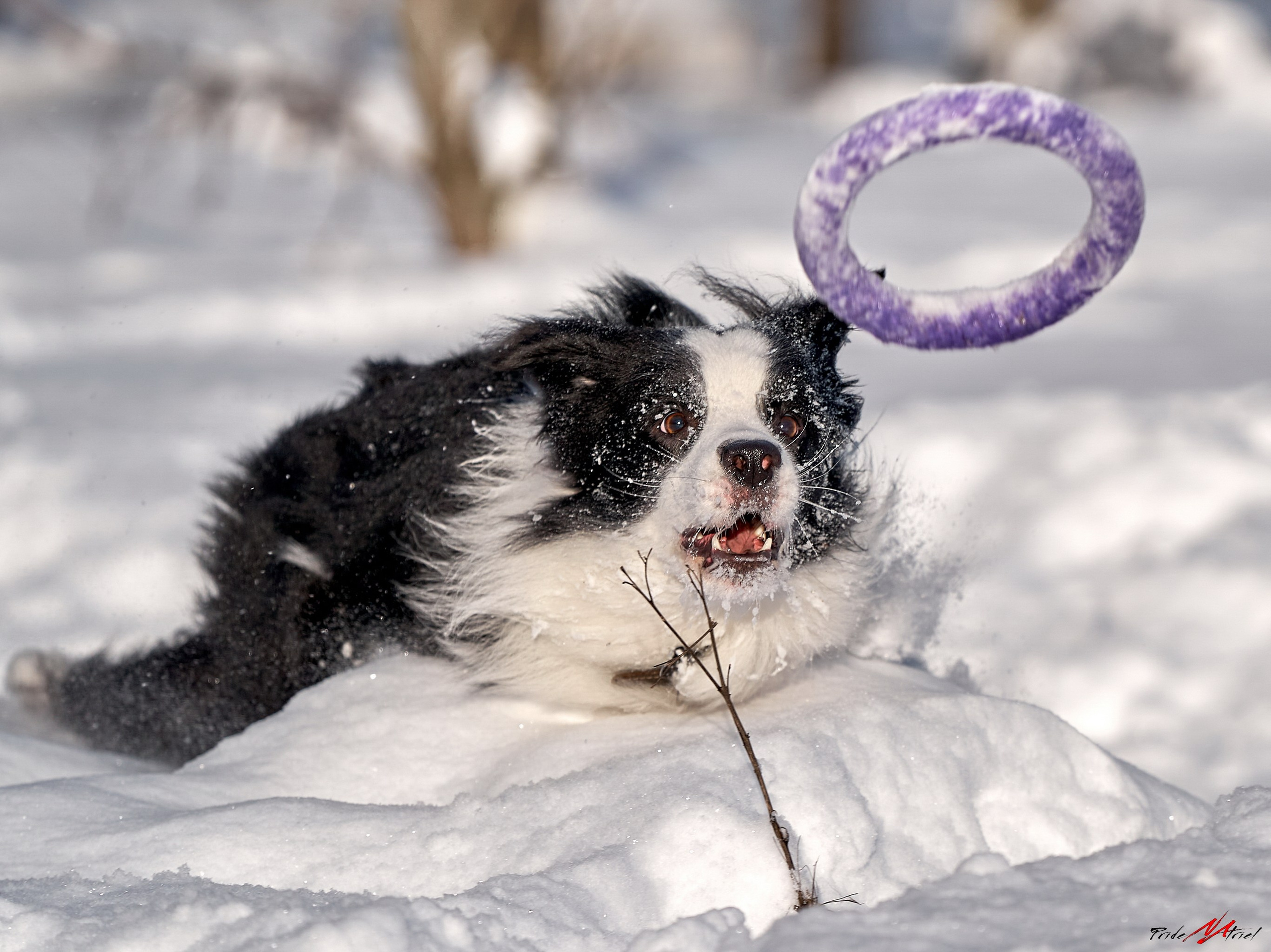 Обидиенс и танцы с собаками — галерея NATRIEL