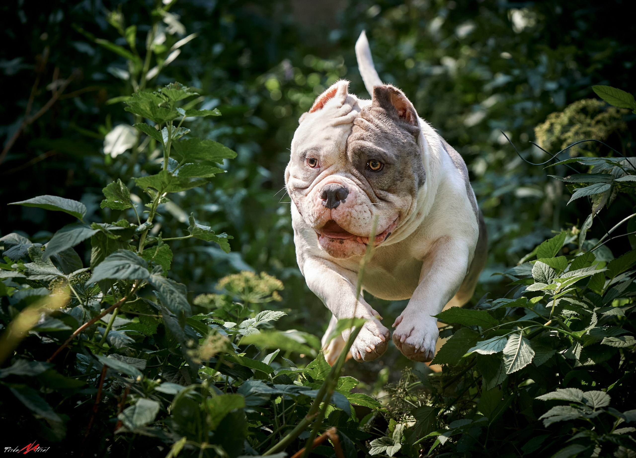 Прогулка в движении — галерея NATRIEL