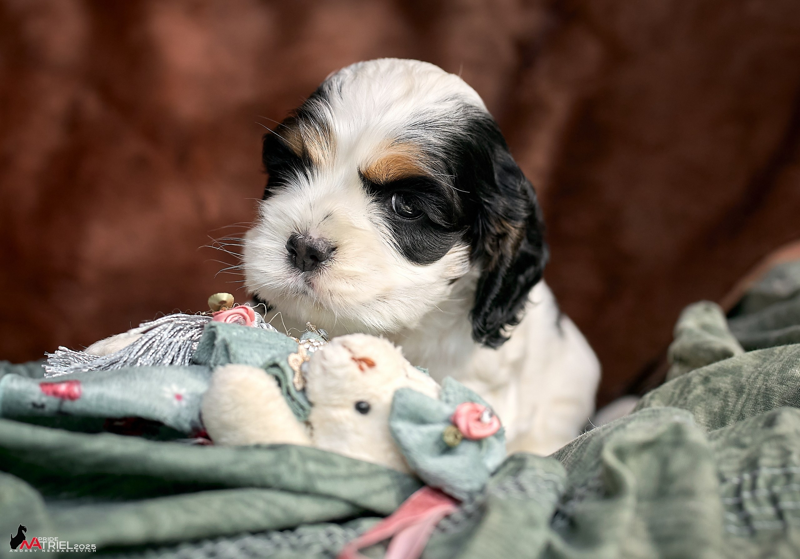 Щенки АмКокеров