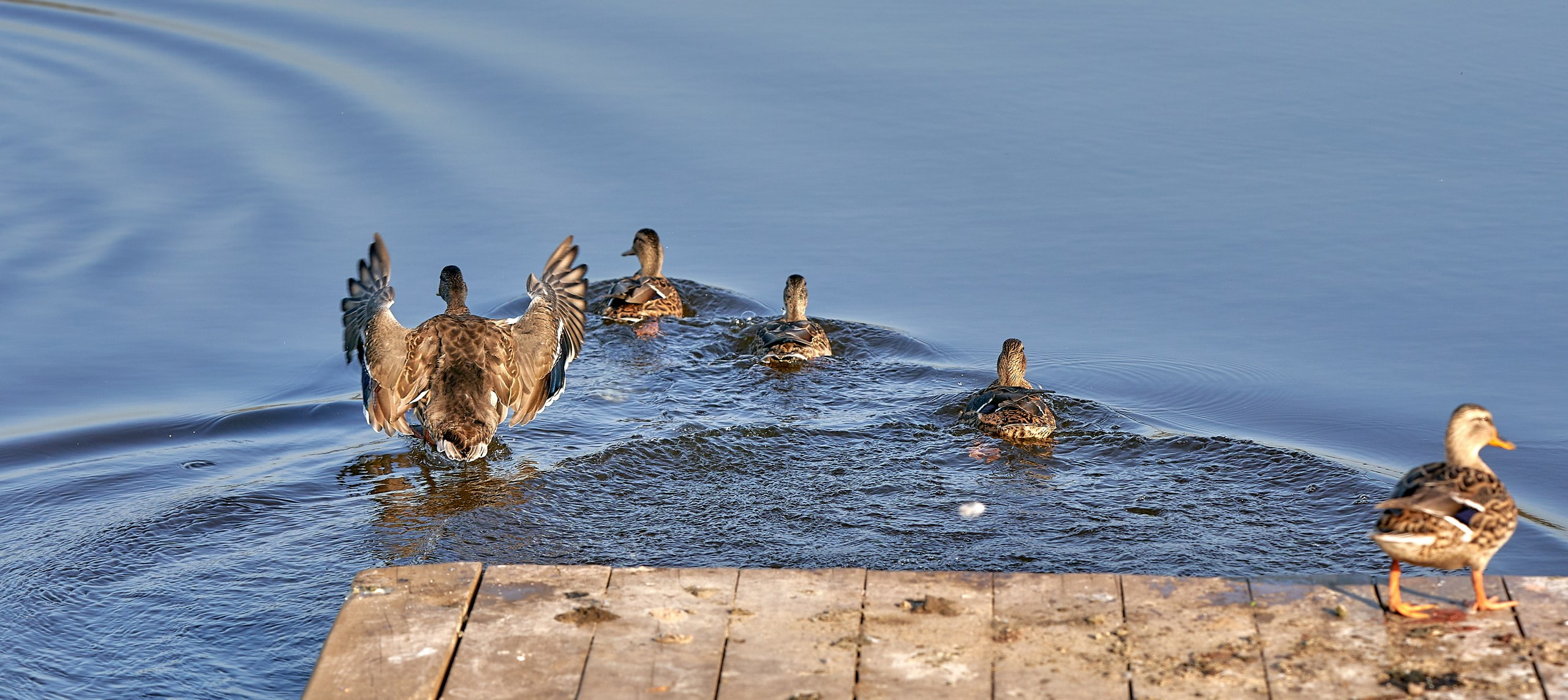 Фото птиц — галерея NATRIEL