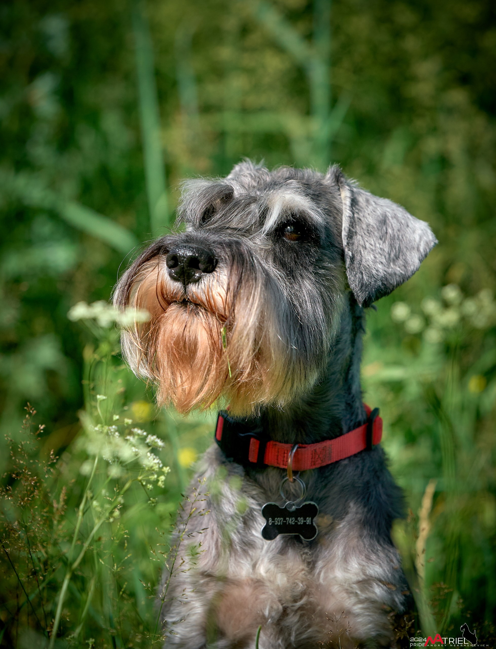 Репортаж из кинологического лагеря