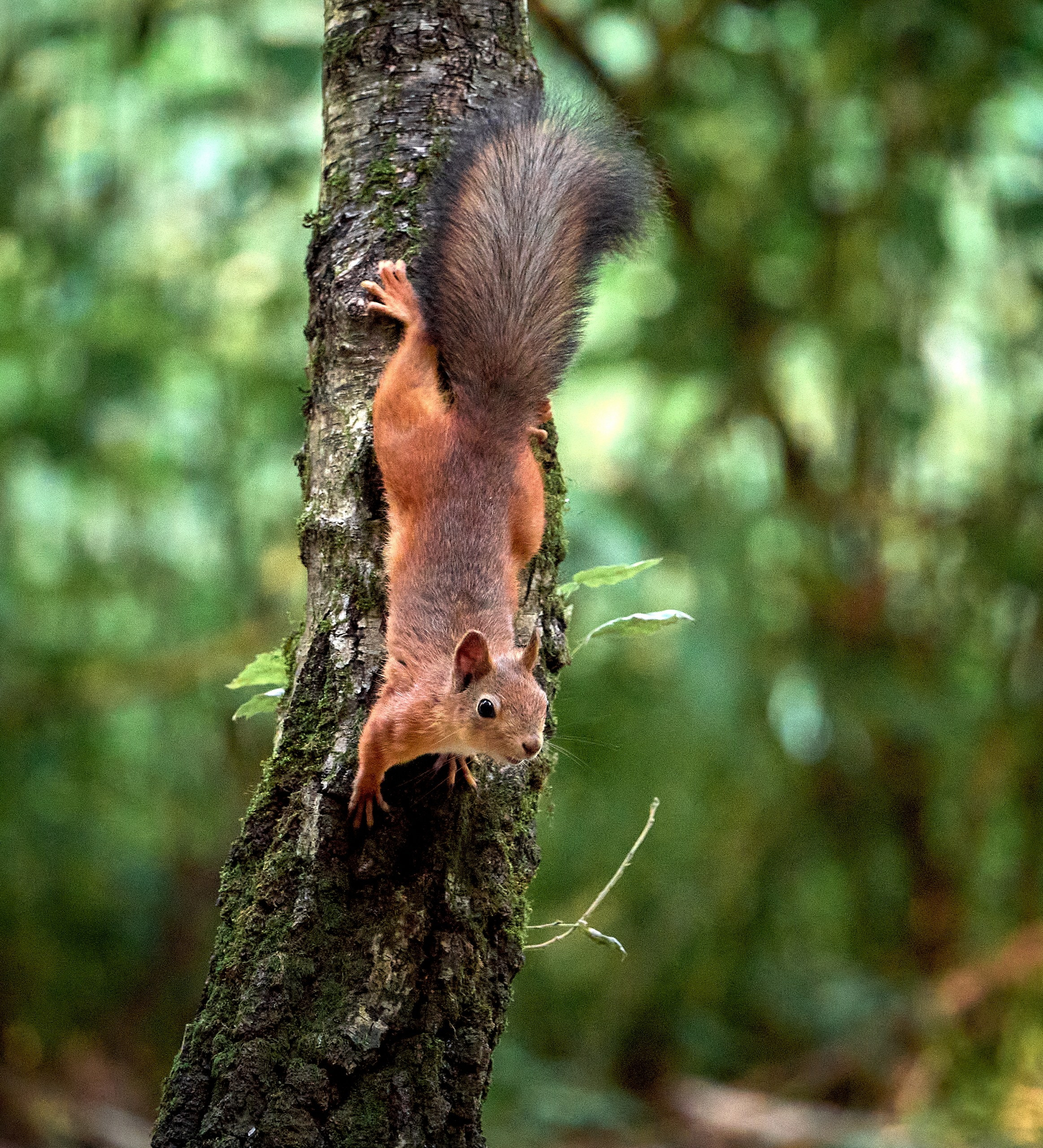 Животные — галерея NATRIEL