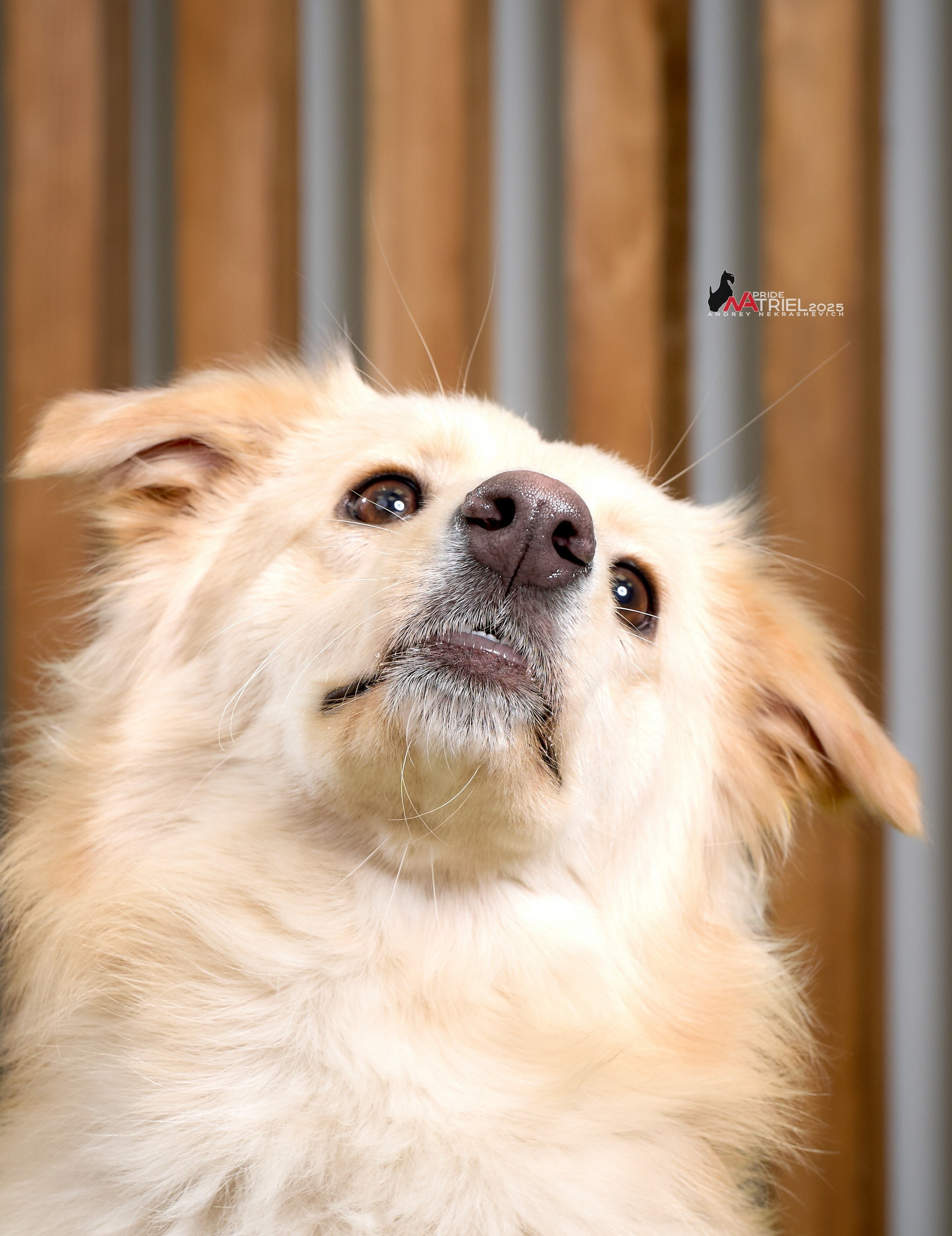 Репортаж GROOM с мобильным светом