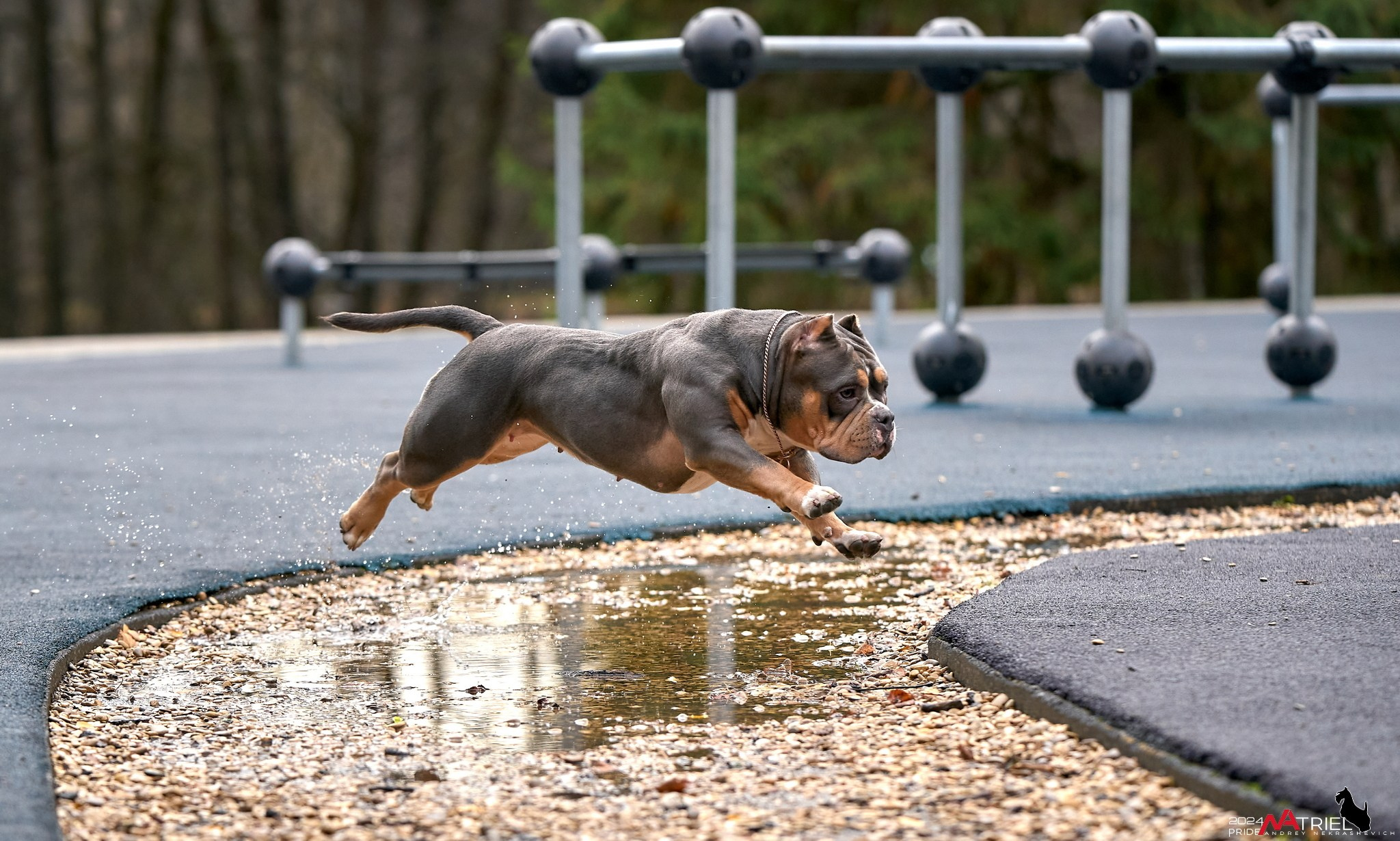 Фотопрогулка с булли в парке