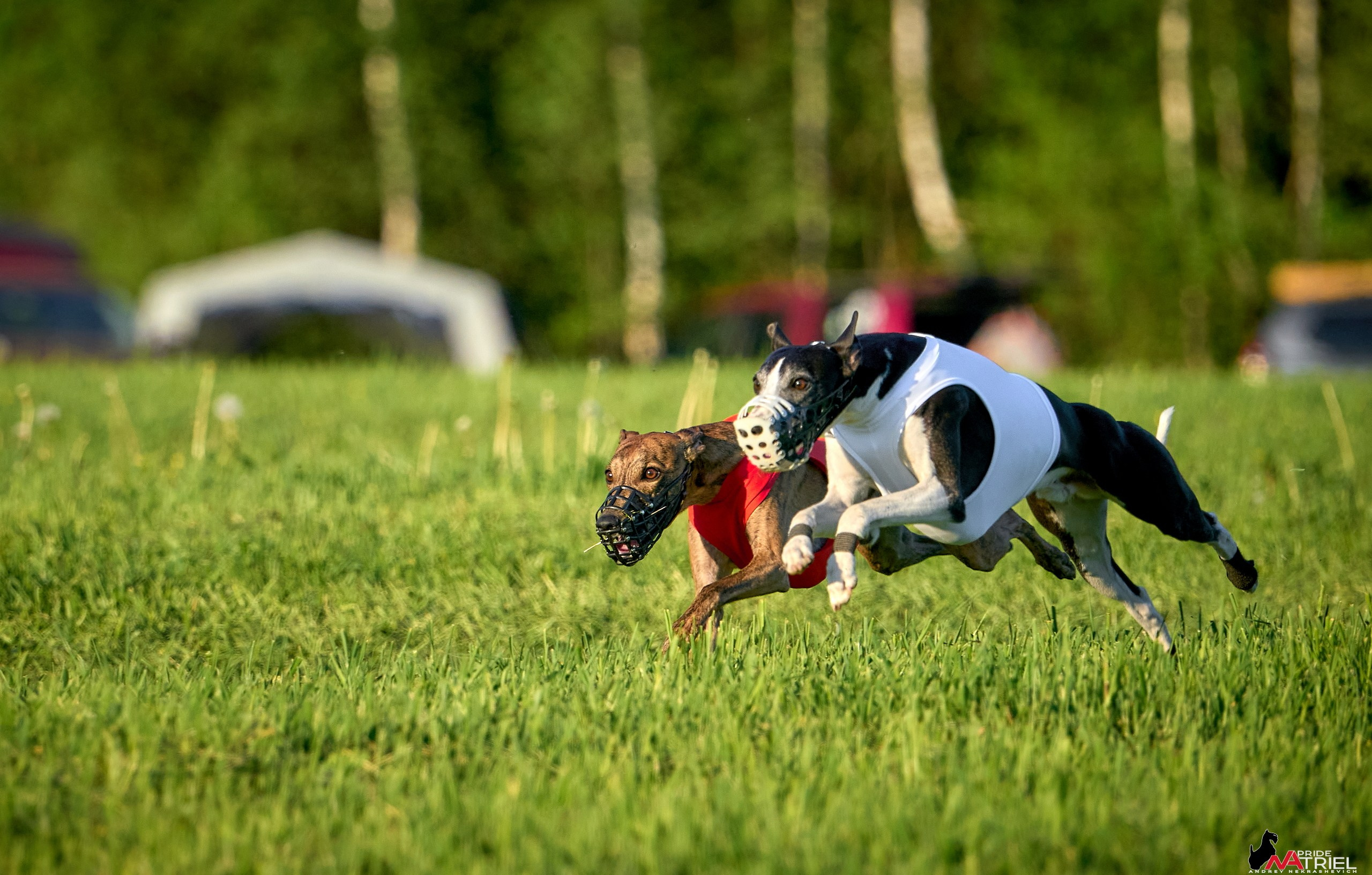 Съемка курсинг — галерея NATRIEL