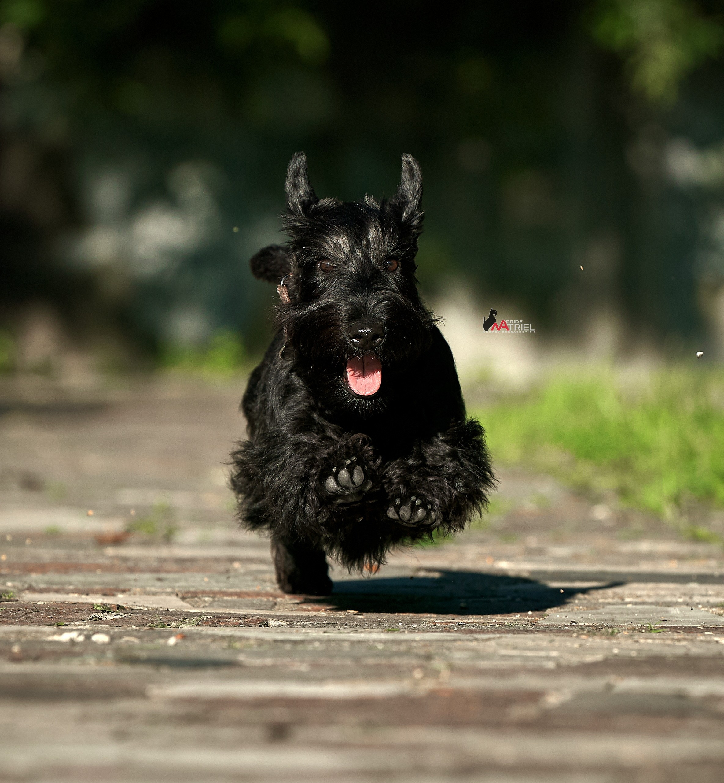 Прогулка в движении — галерея NATRIEL