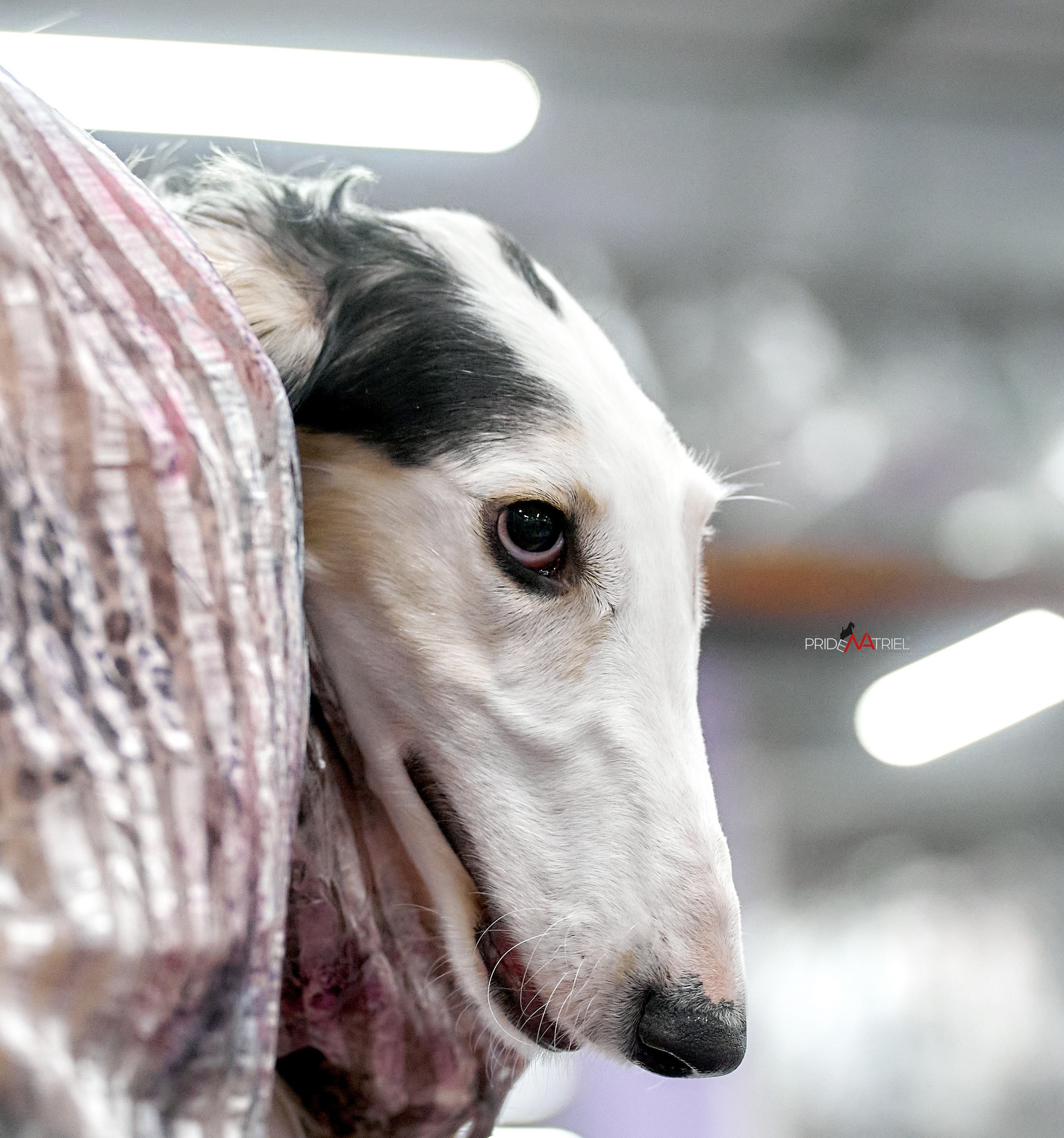 Портреты собак — галерея NATRIEL