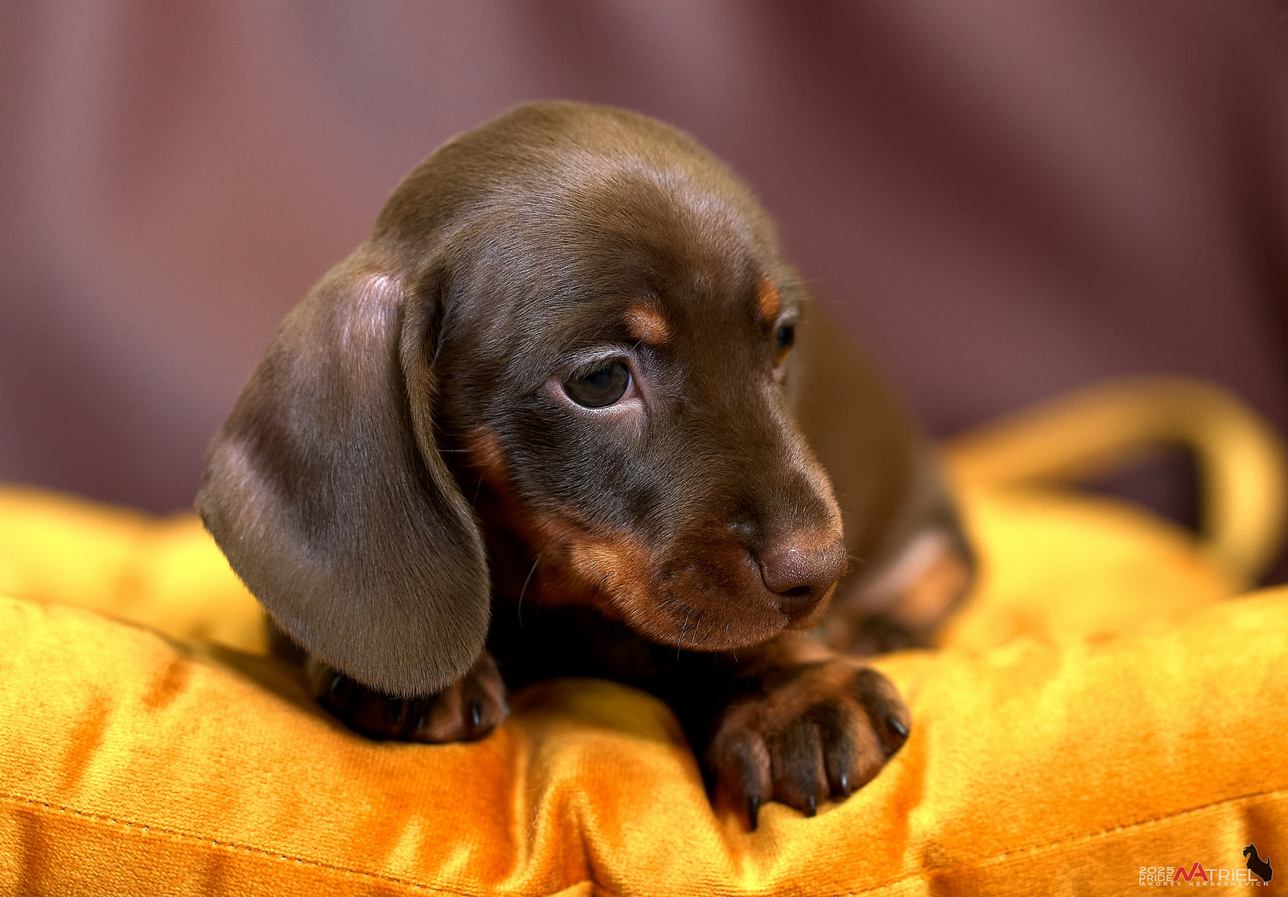 Съемка щенков таксы с мобильным светом