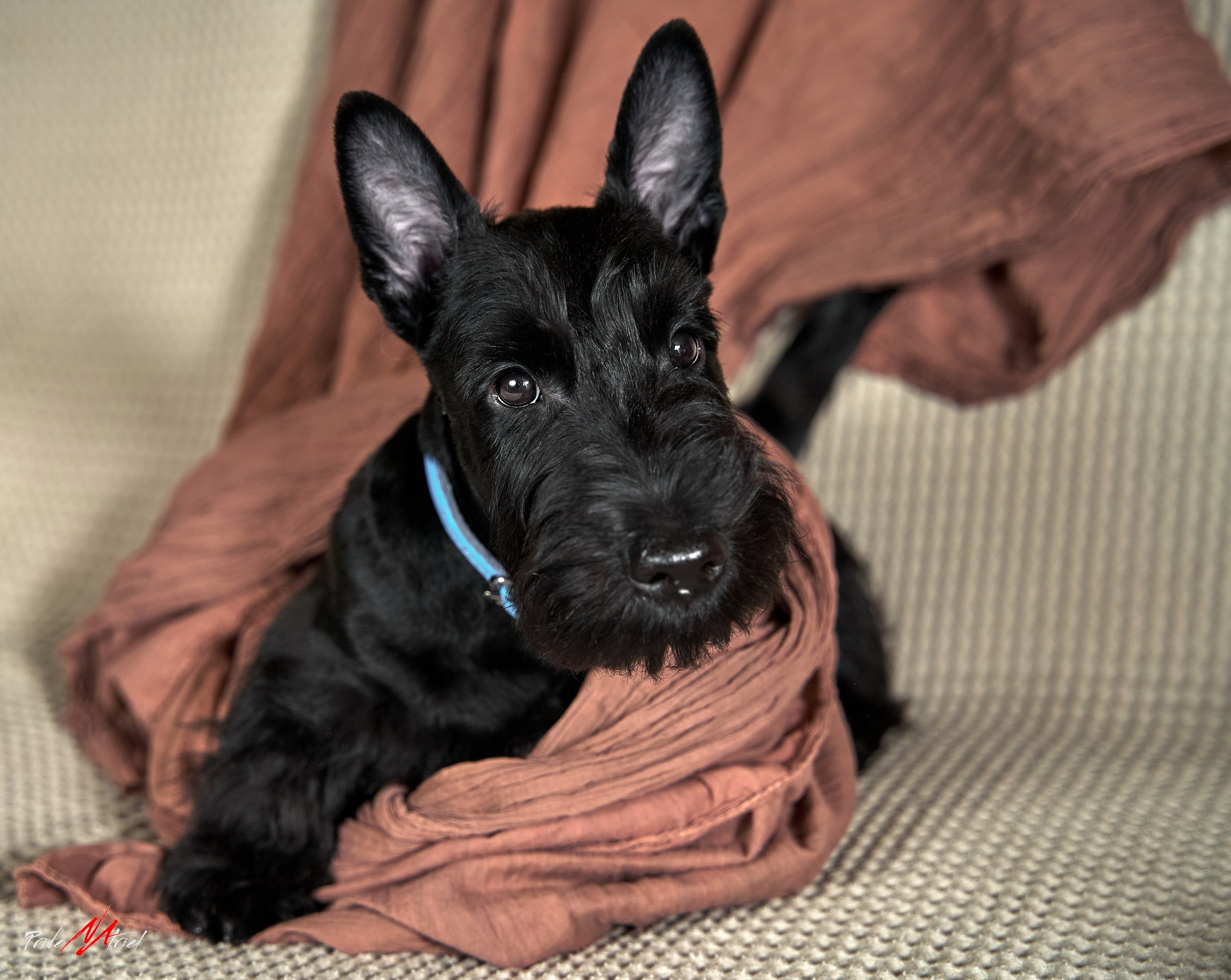 Щенки дома — галерея NATRIEL