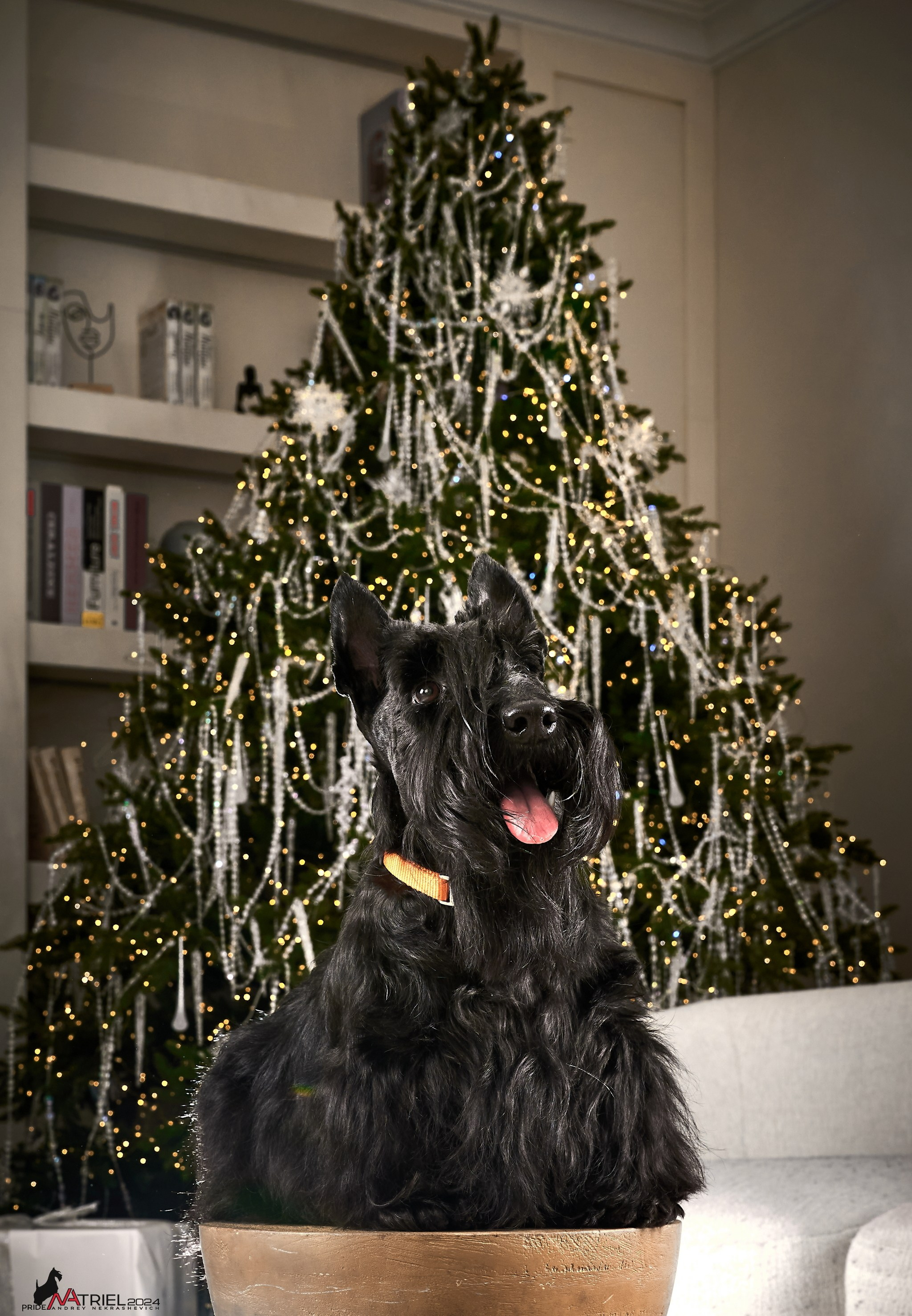 Семейная съемка с собаками в студии