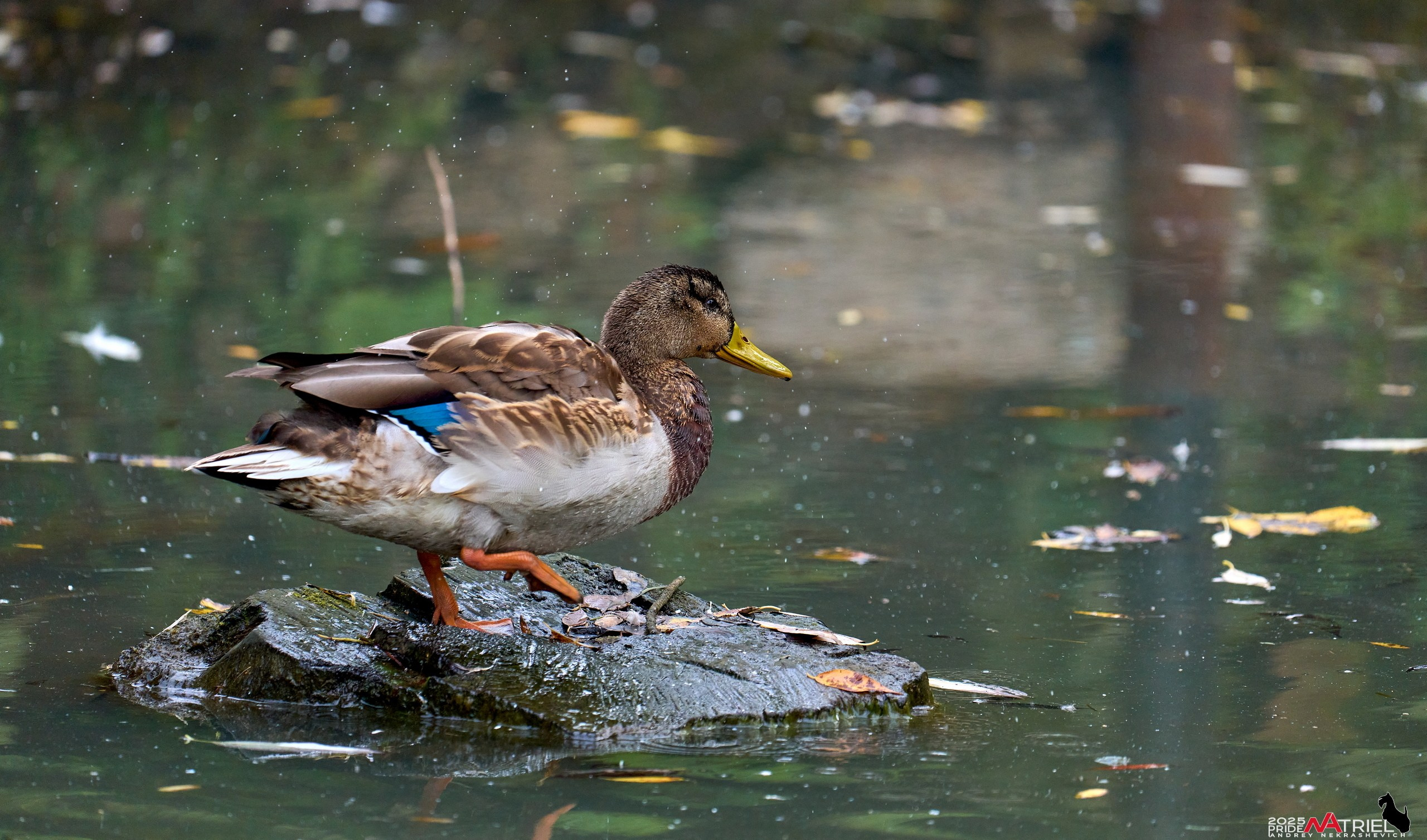 Съемка с объективом Sony 200-600 на камеру Sony A1m2