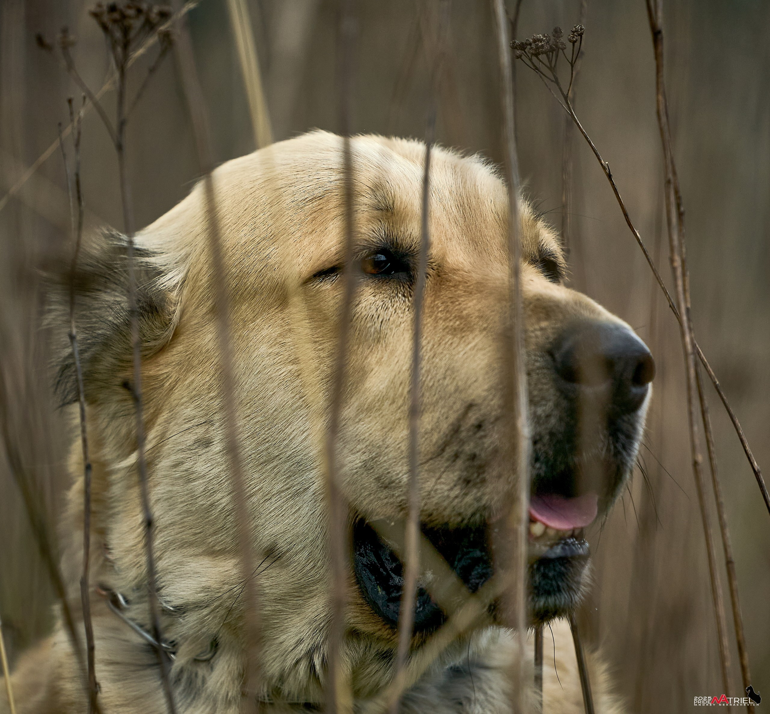 Съемка в питомнике