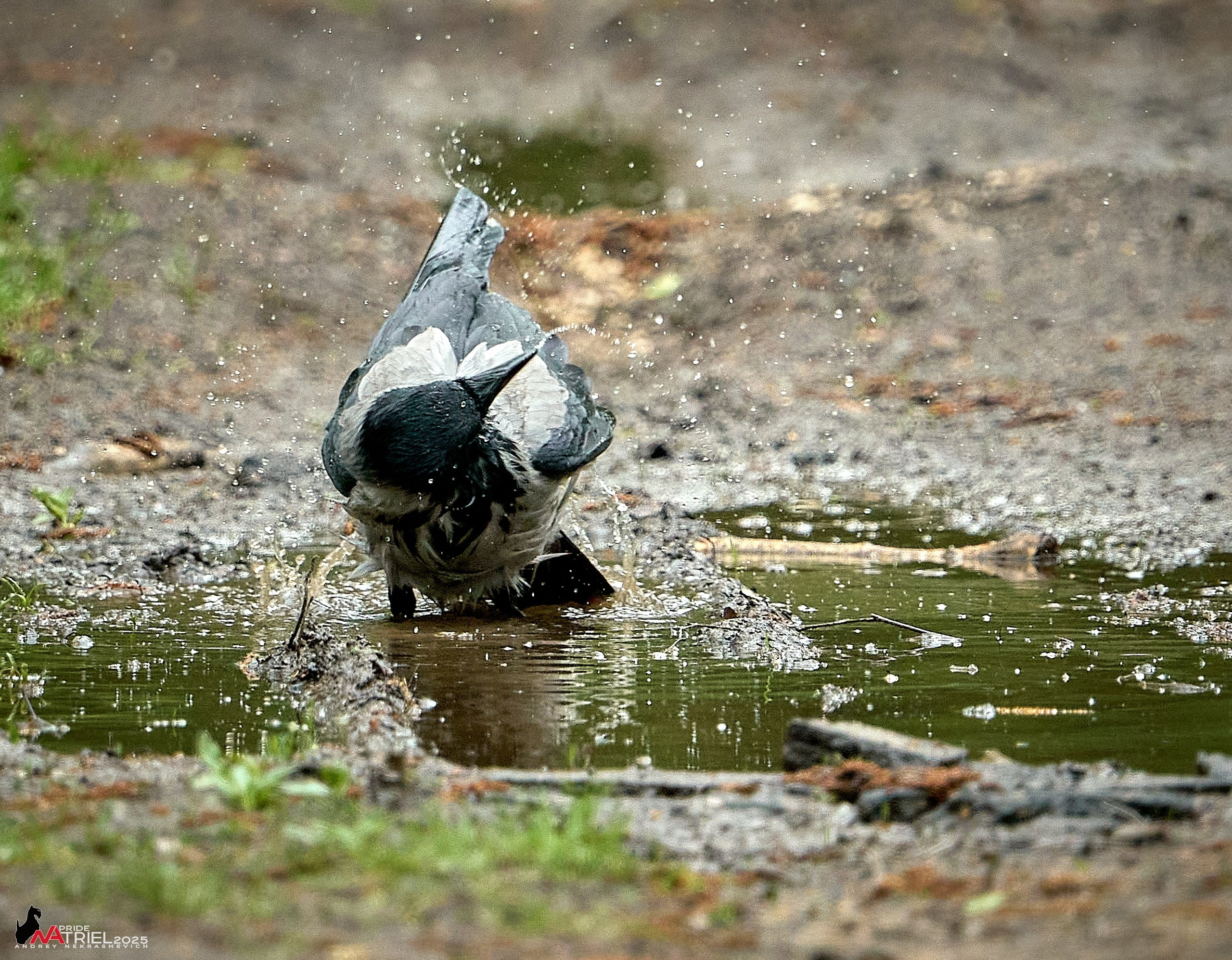 Съемка в майском лесу